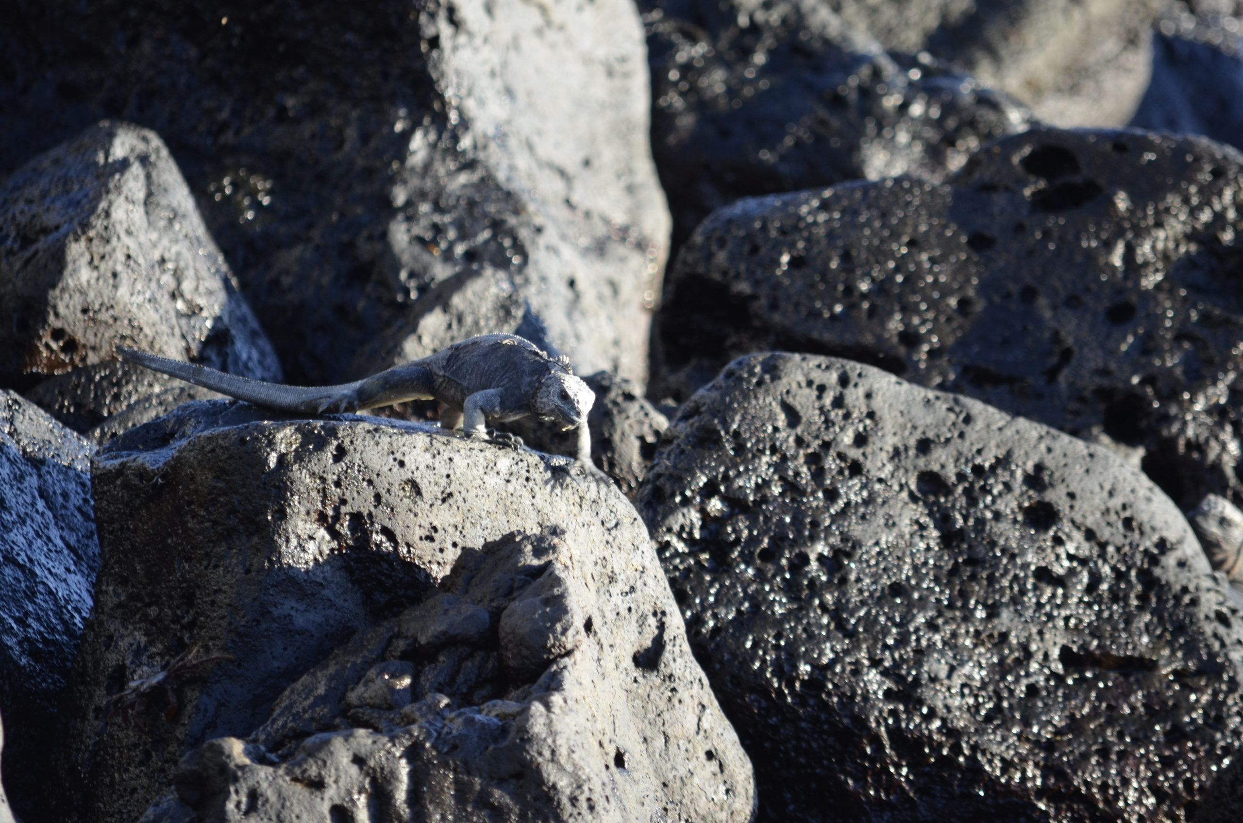 Galapagos 2017, Отчёт о путешествии на Галапагосские острова. Милок и Кирок это позитивные и реальные персоны из Люксембурга, много