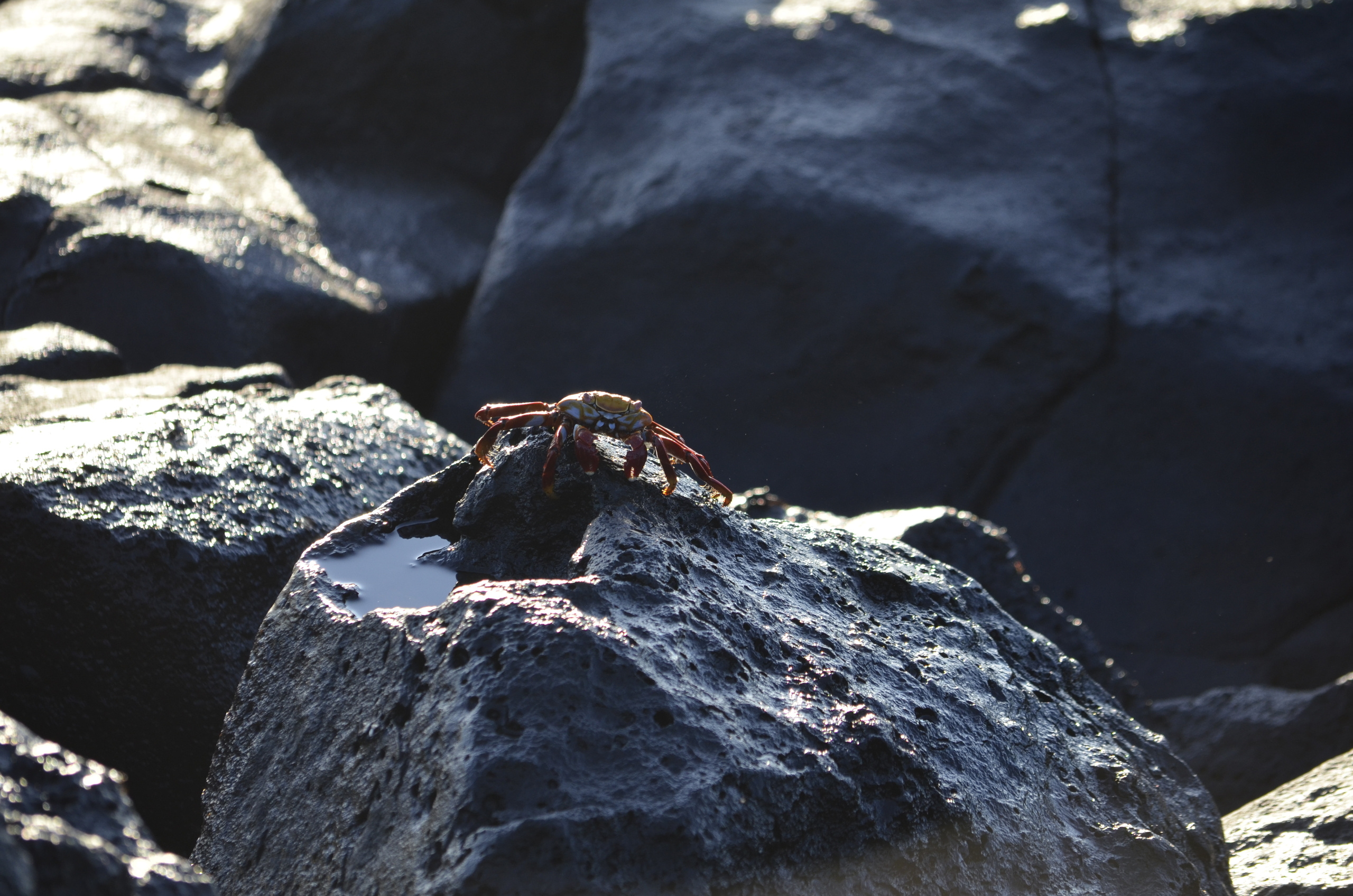 Galapagos 2017, Отчёт о путешествии на Галапагосские острова. Милок и Кирок это позитивные и реальные персоны из Люксембурга, много