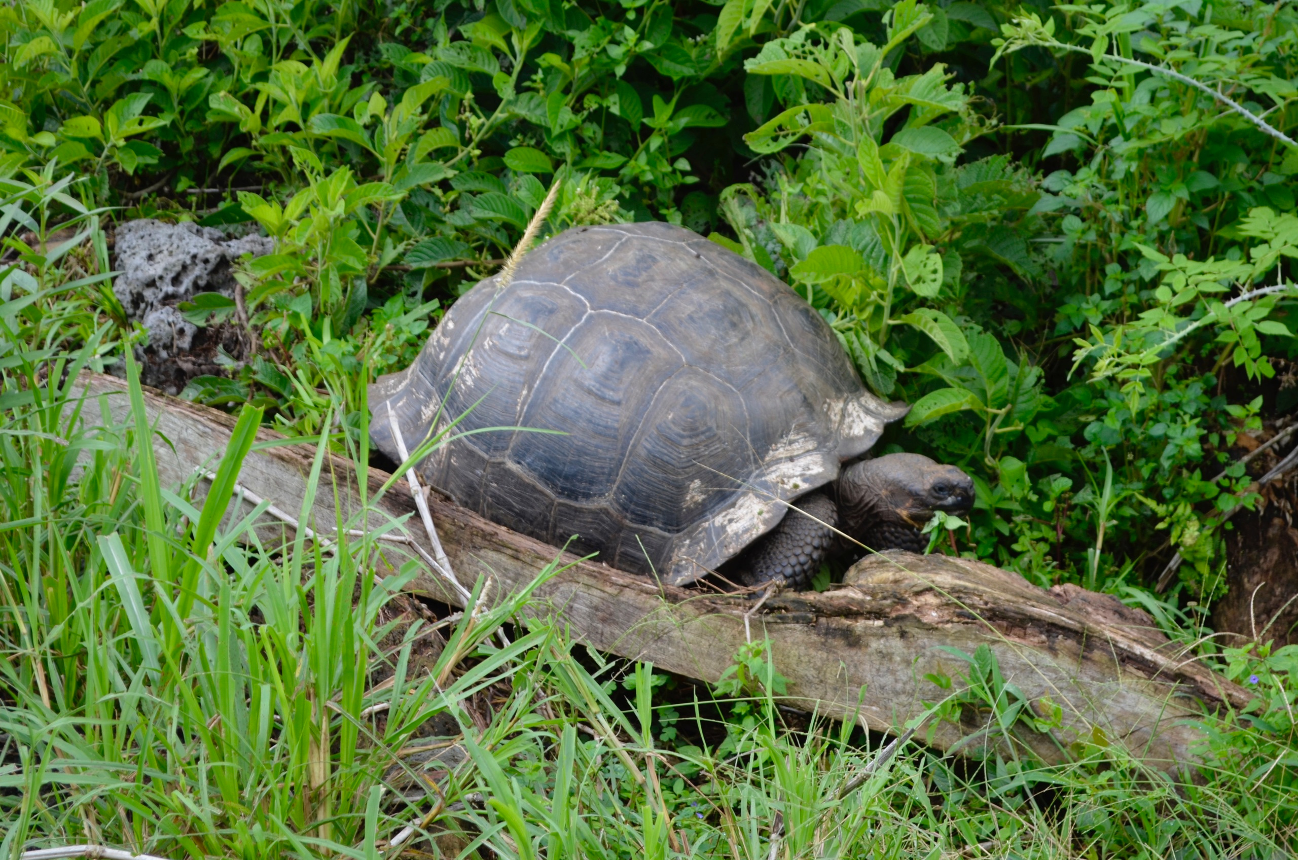 Galapagos 2017, Отчёт о путешествии на Галапагосские острова. Милок и Кирок это позитивные и реальные персоны из Люксембурга, много