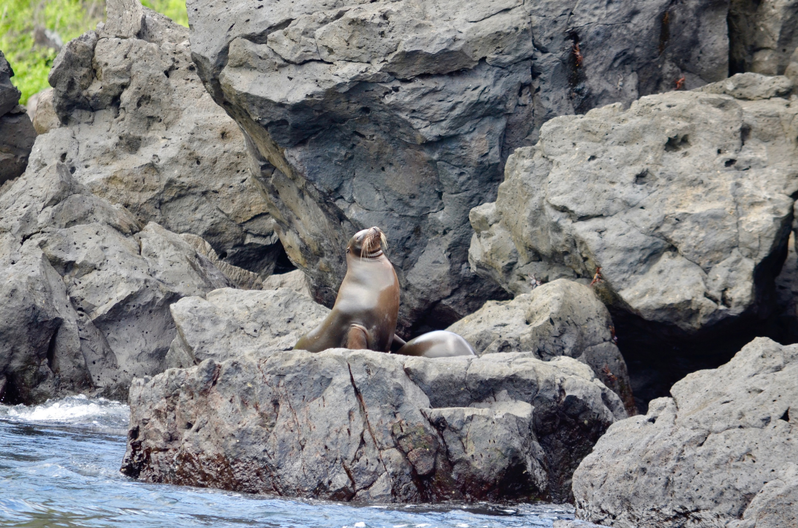 Galapagos 2017, Отчёт о путешествии на Галапагосские острова. Милок и Кирок это позитивные и реальные персоны из Люксембурга, много