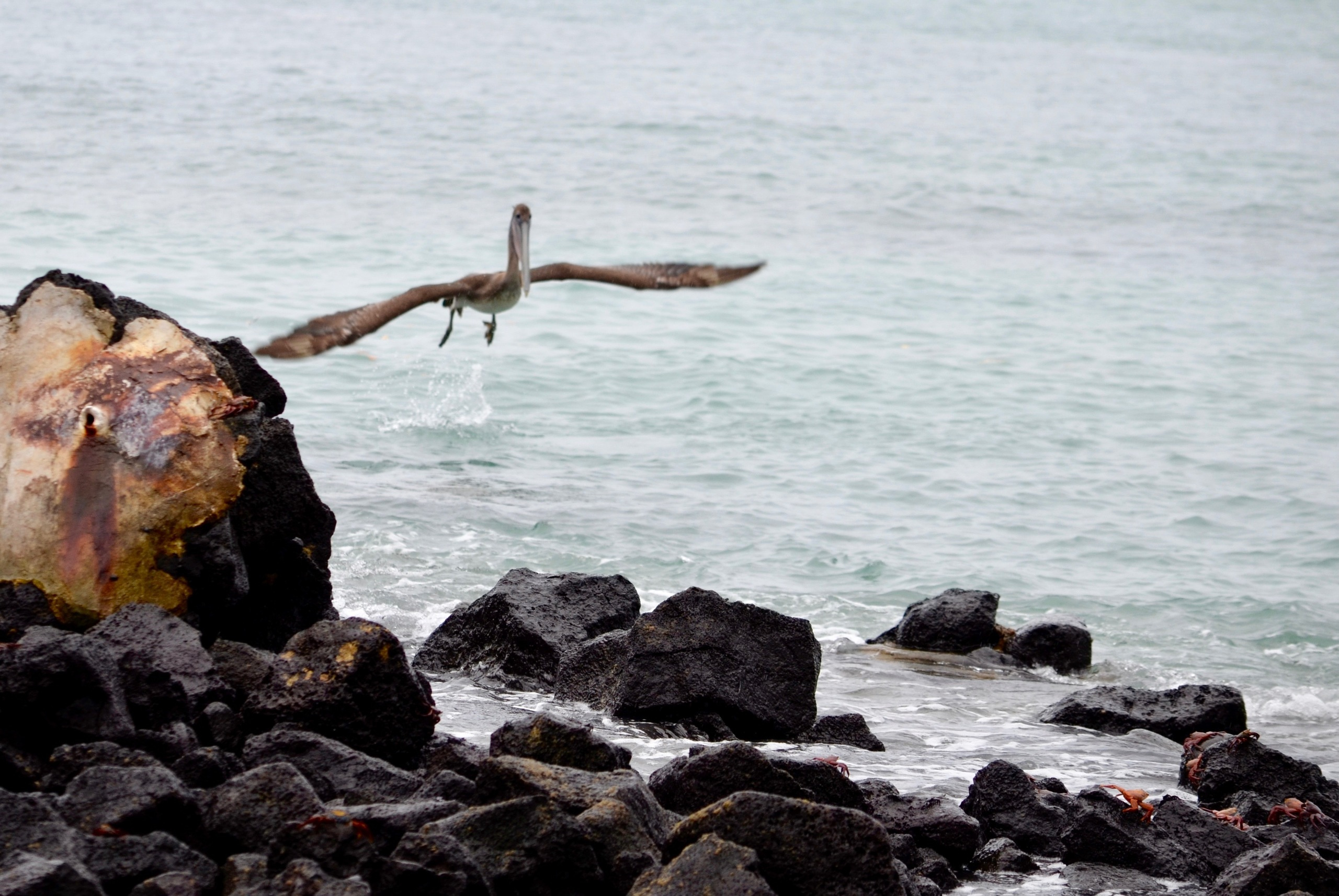 Galapagos 2017, Отчёт о путешествии на Галапагосские острова. Милок и Кирок это позитивные и реальные персоны из Люксембурга, много