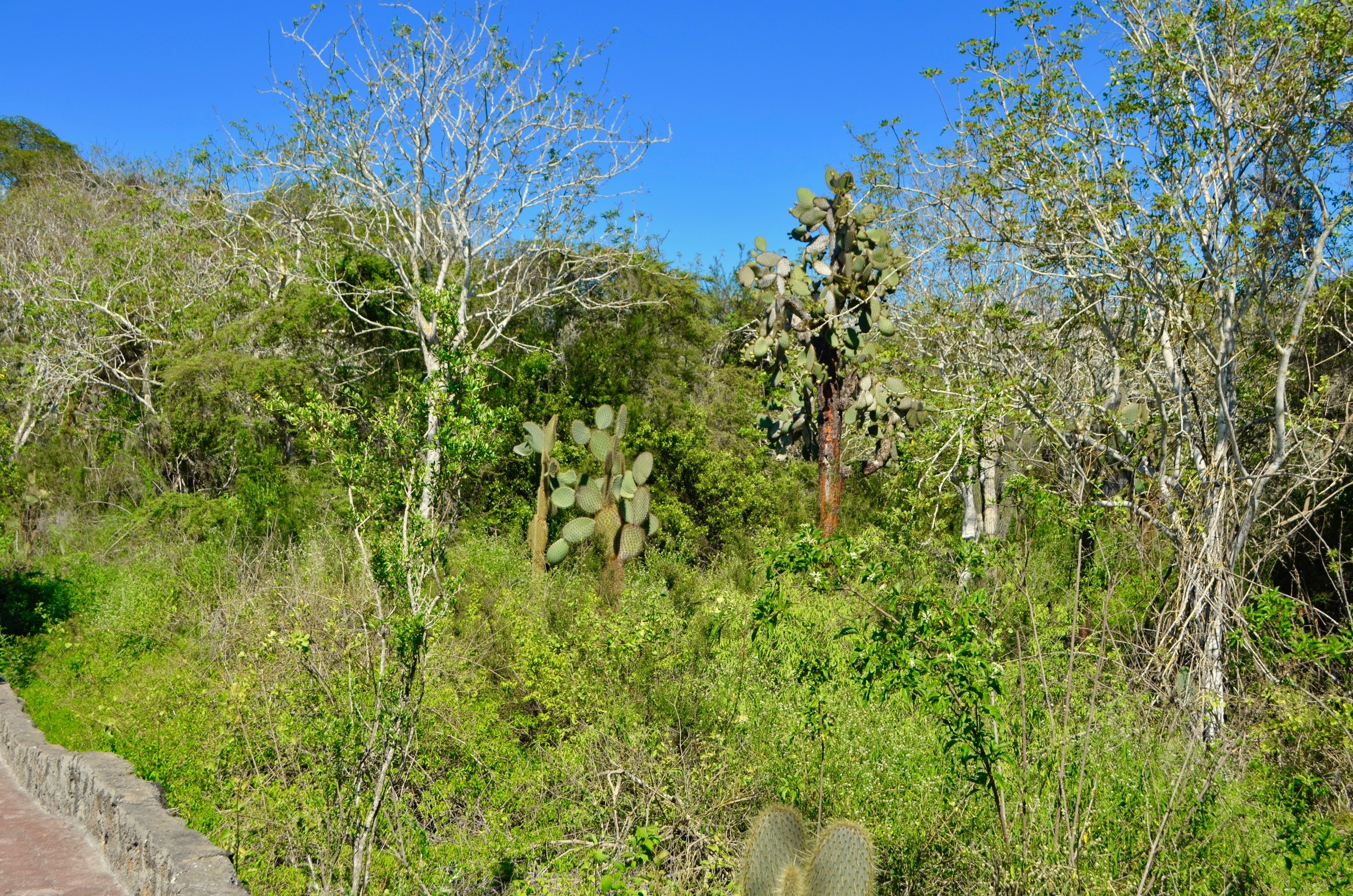 Galapagos 2017, Отчёт о путешествии на Галапагосские острова. Милок и Кирок это позитивные и реальные персоны из Люксембурга, много