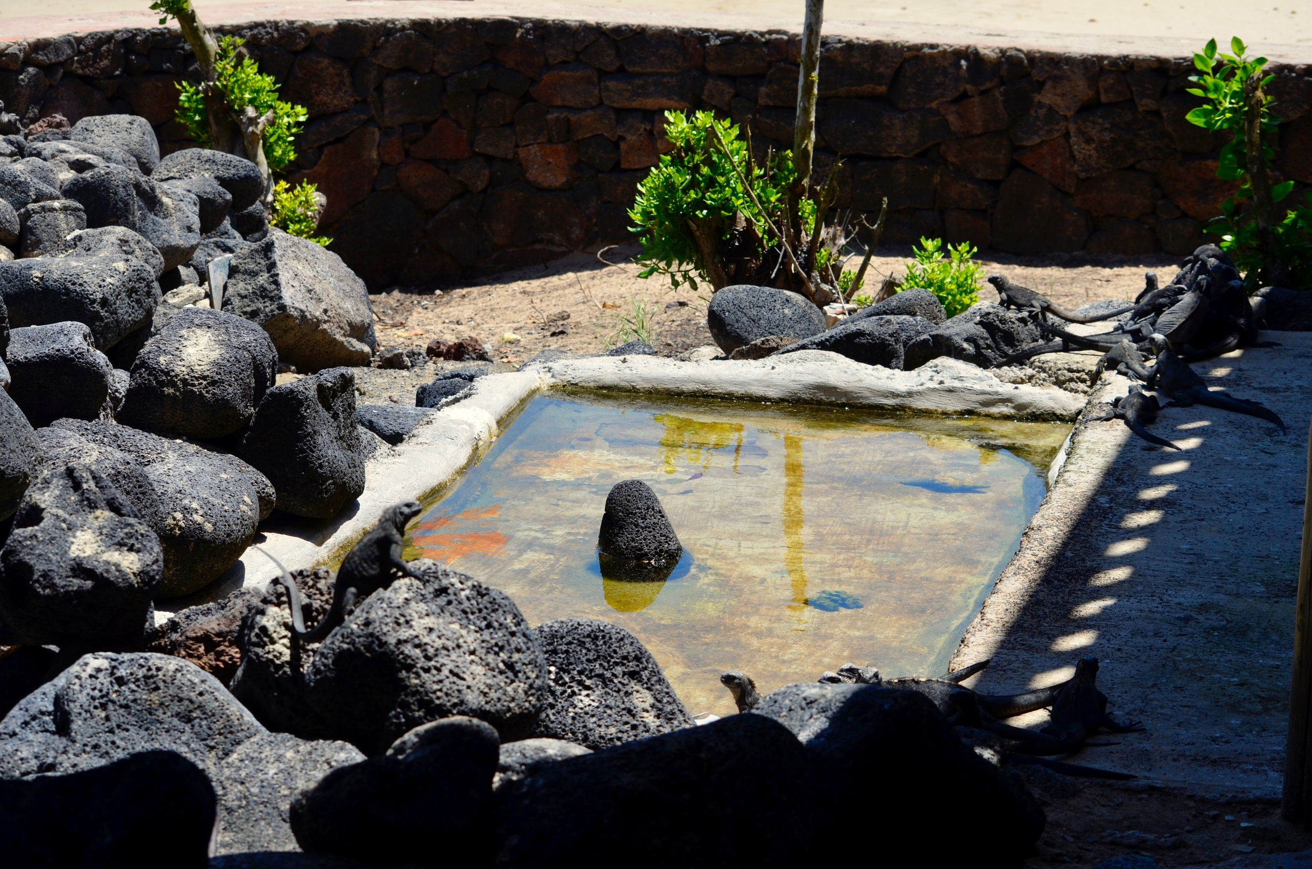 Galapagos 2017, Отчёт о путешествии на Галапагосские острова. Милок и Кирок это позитивные и реальные персоны из Люксембурга, много