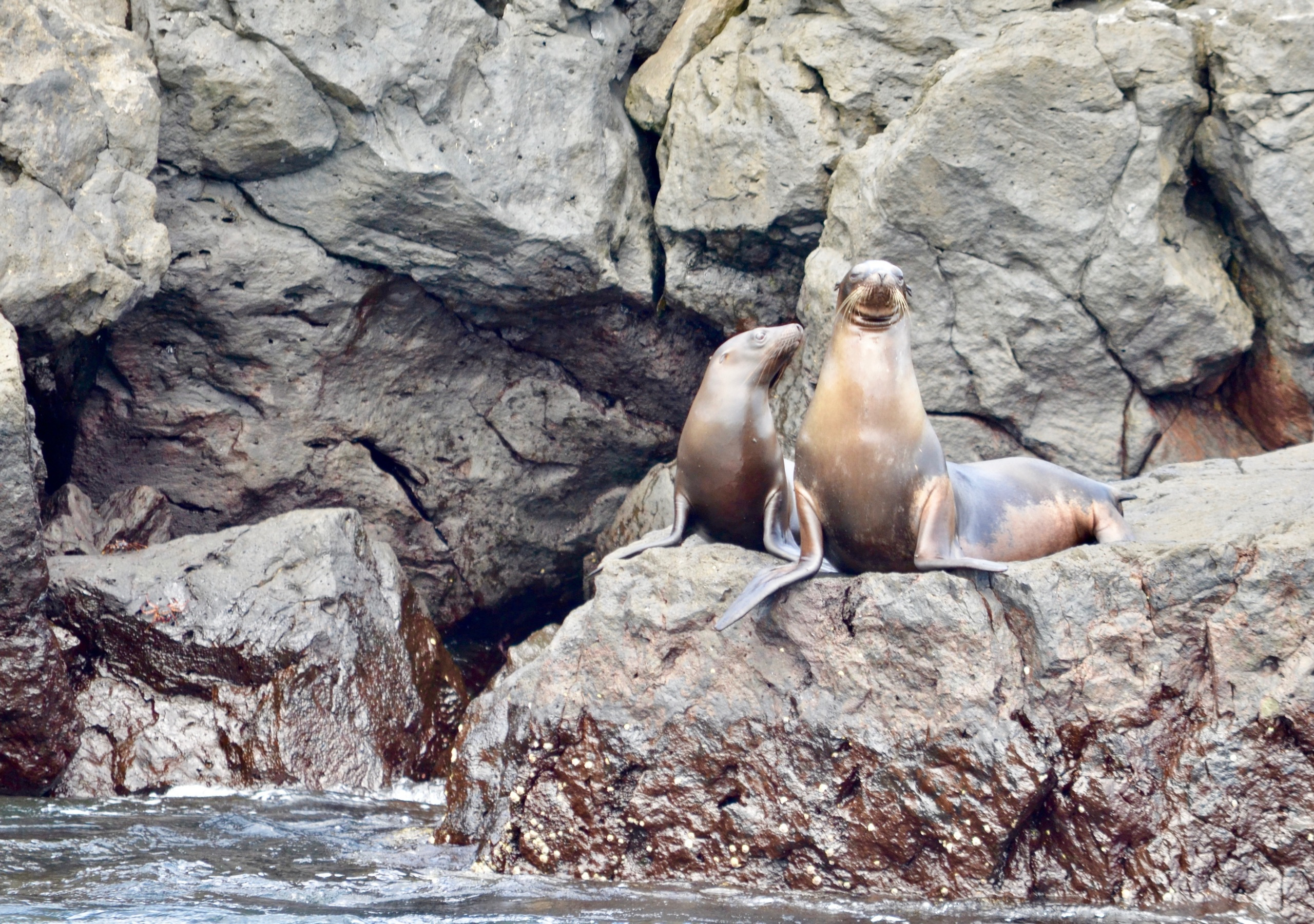 Galapagos 2017, Отчёт о путешествии на Галапагосские острова. Милок и Кирок это позитивные и реальные персоны из Люксембурга, много