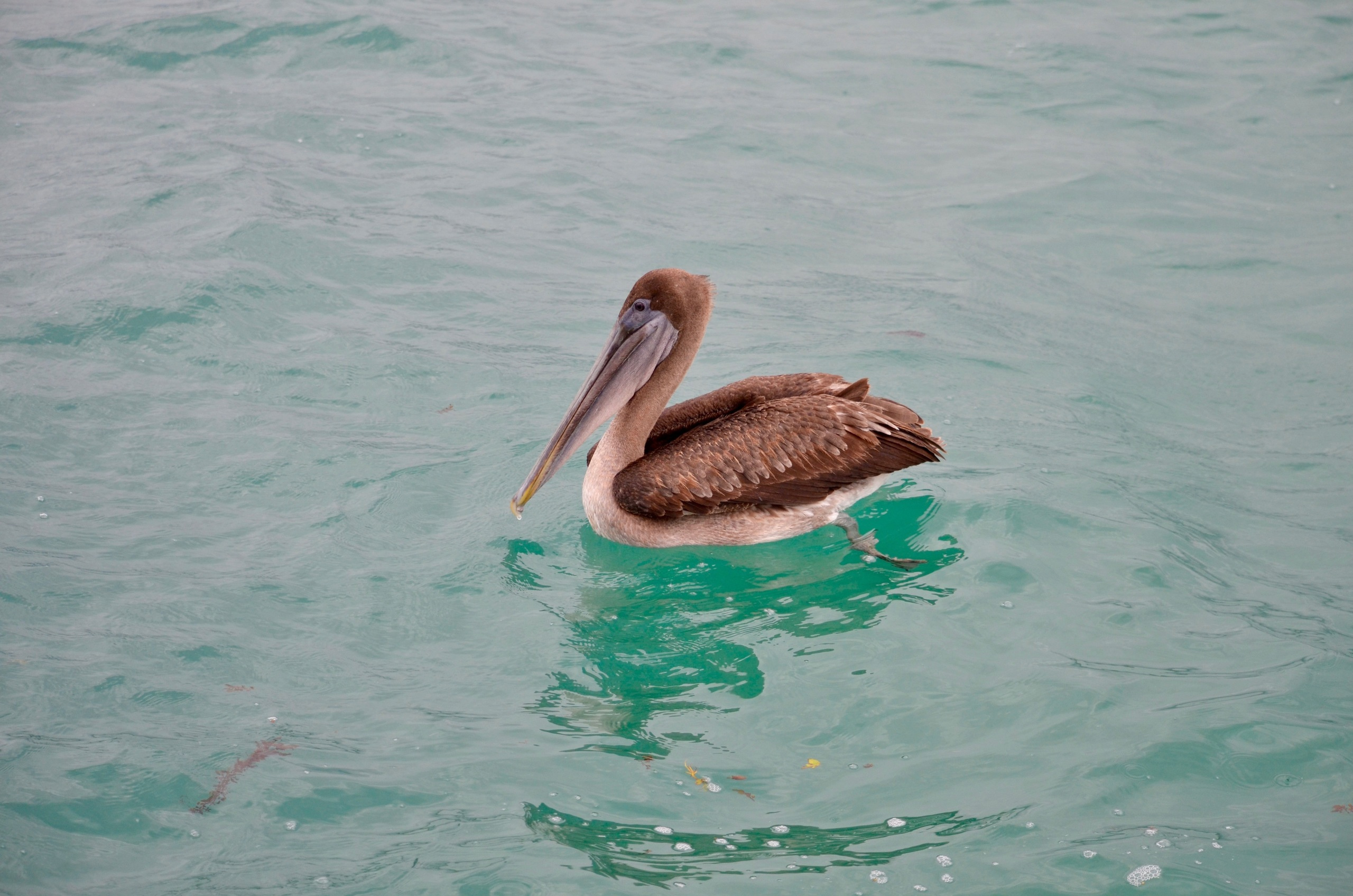 Galapagos 2017, Отчёт о путешествии на Галапагосские острова. Милок и Кирок это позитивные и реальные персоны из Люксембурга, много