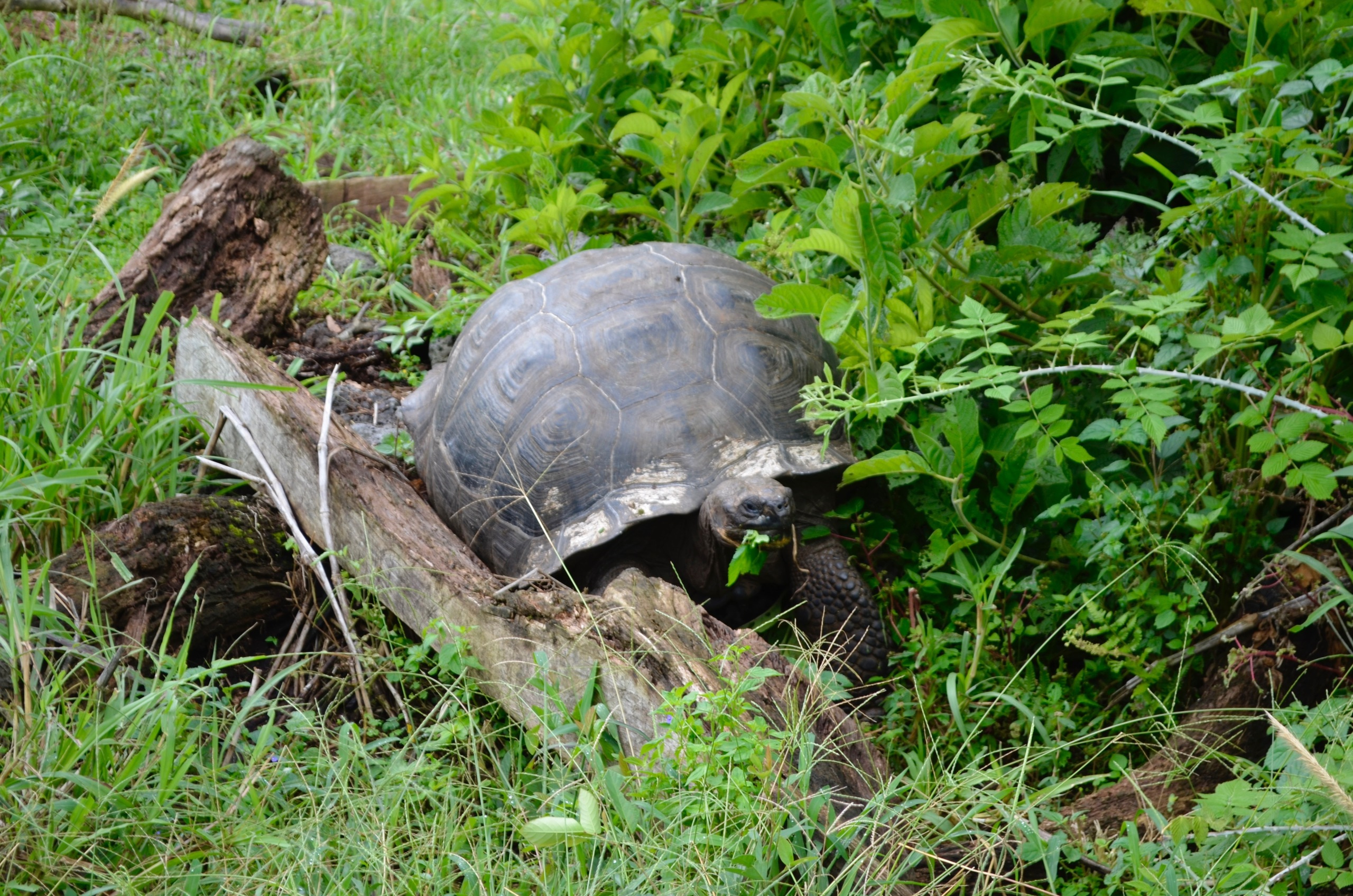Galapagos 2017, Отчёт о путешествии на Галапагосские острова. Милок и Кирок это позитивные и реальные персоны из Люксембурга, много