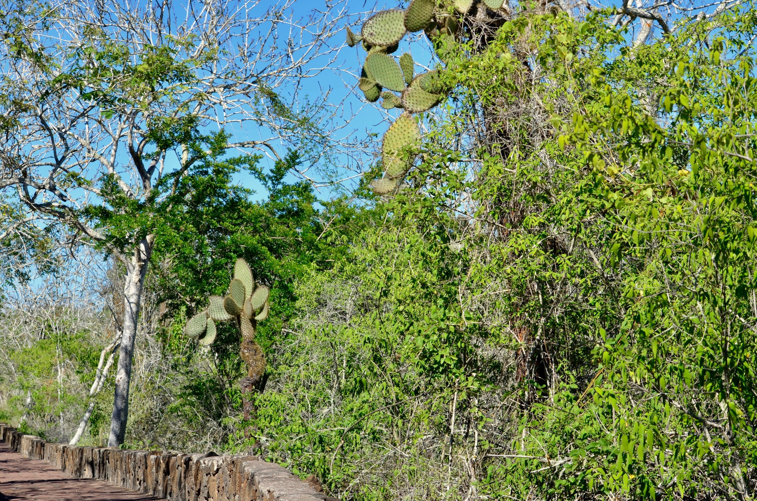 Galapagos 2017, Отчёт о путешествии на Галапагосские острова. Милок и Кирок это позитивные и реальные персоны из Люксембурга, много