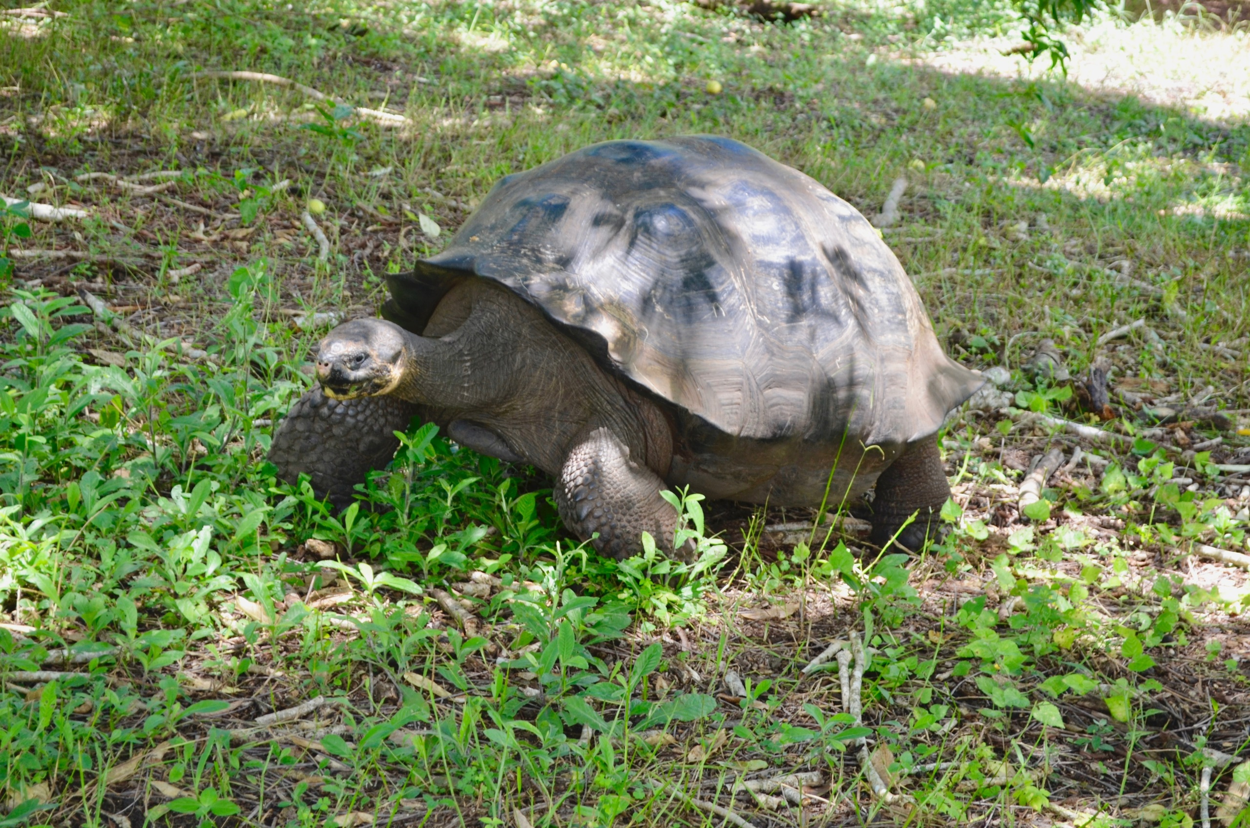 Galapagos 2017, Отчёт о путешествии на Галапагосские острова. Милок и Кирок это позитивные и реальные персоны из Люксембурга, много