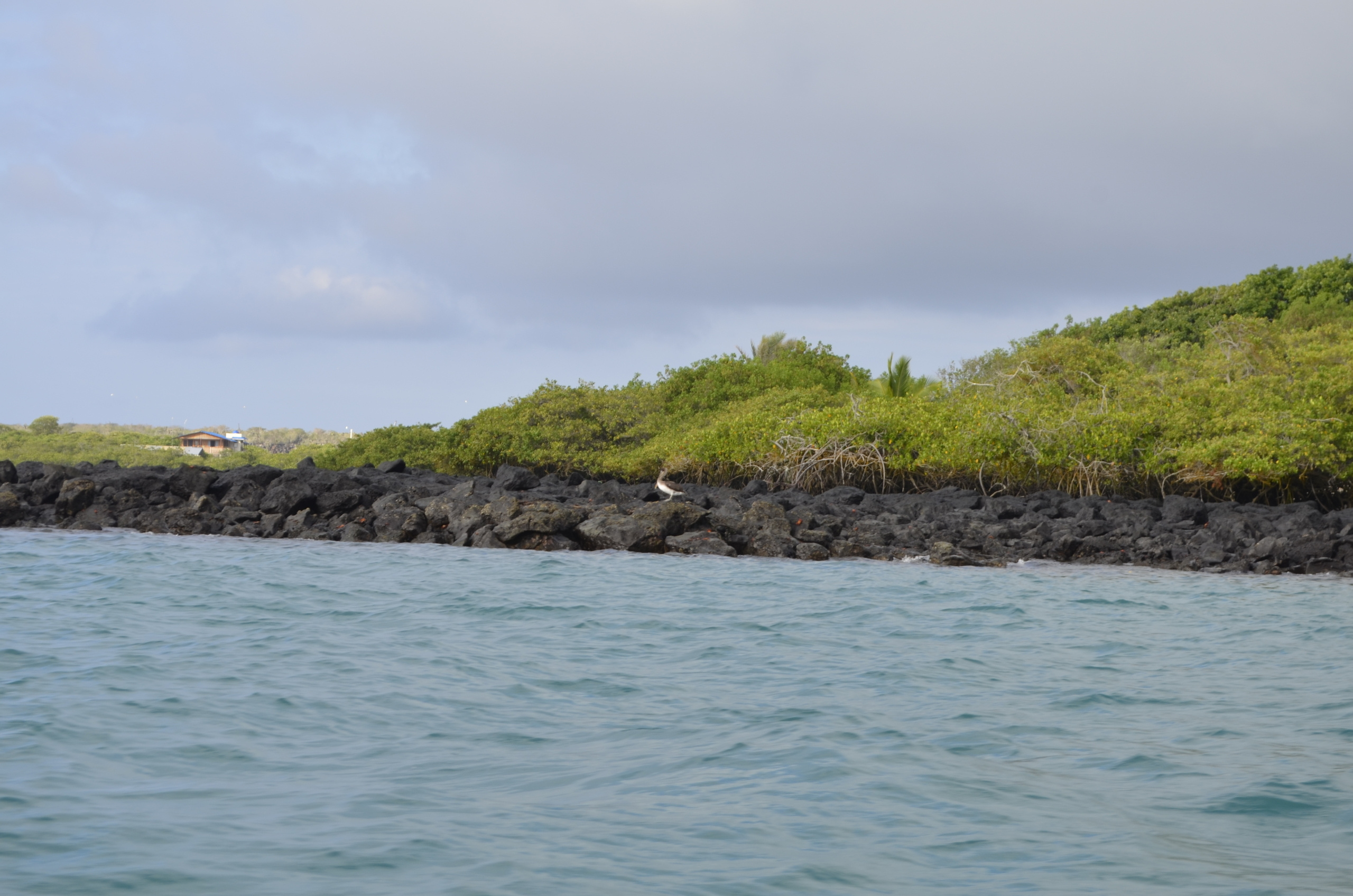 Galapagos 2017, Отчёт о путешествии на Галапагосские острова. Милок и Кирок это позитивные и реальные персоны из Люксембурга, много