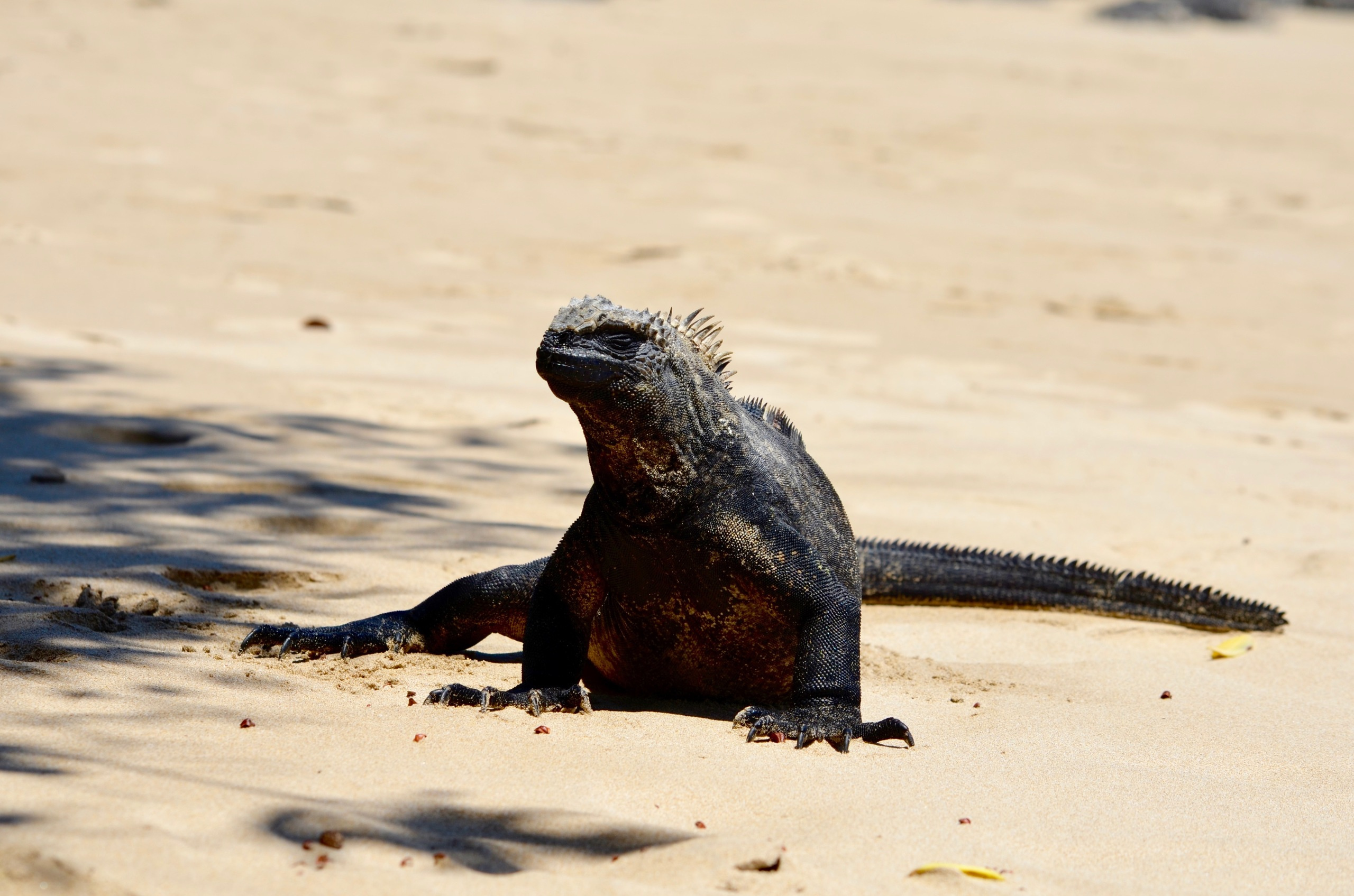 Galapagos 2017, Отчёт о путешествии на Галапагосские острова. Милок и Кирок это позитивные и реальные персоны из Люксембурга, много