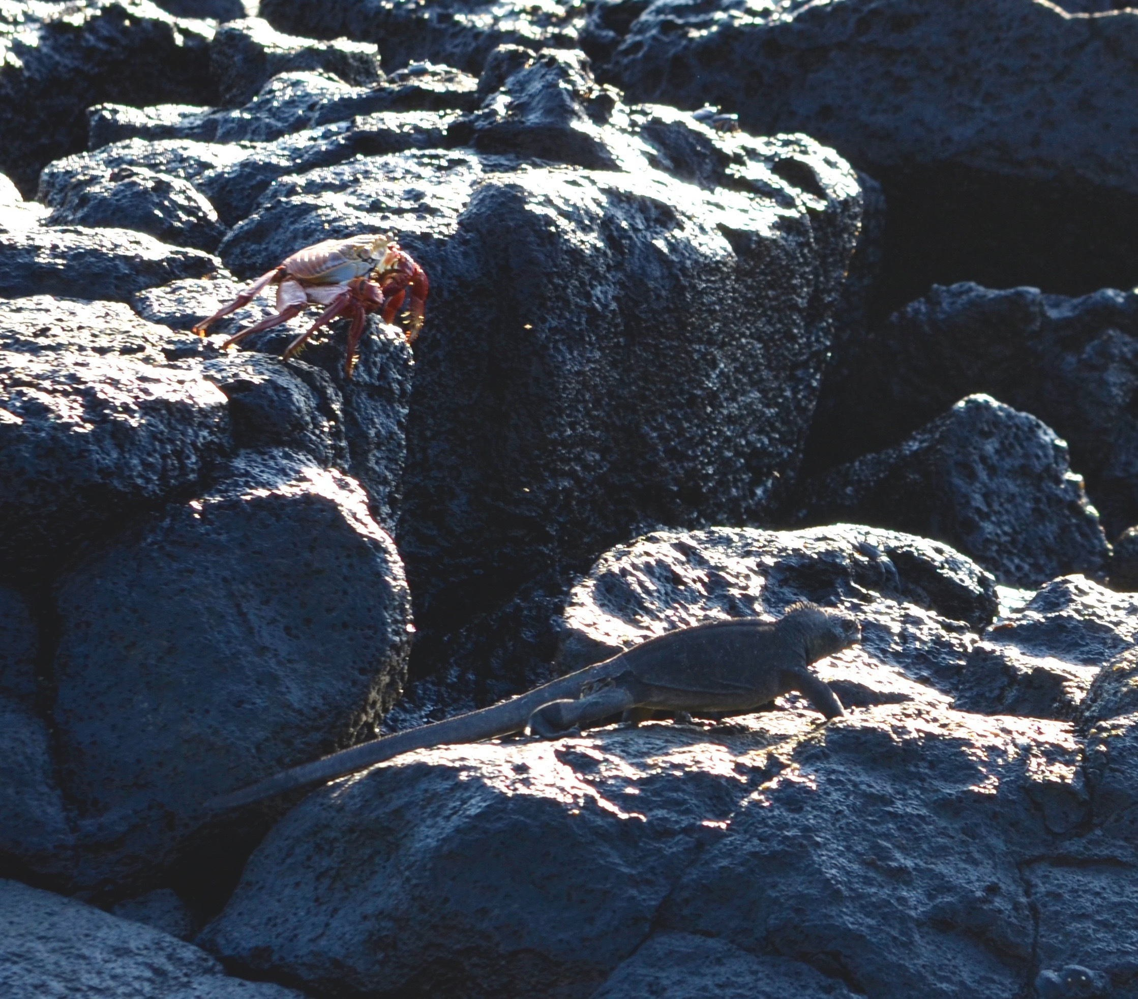 Galapagos 2017, Отчёт о путешествии на Галапагосские острова. Милок и Кирок это позитивные и реальные персоны из Люксембурга, много