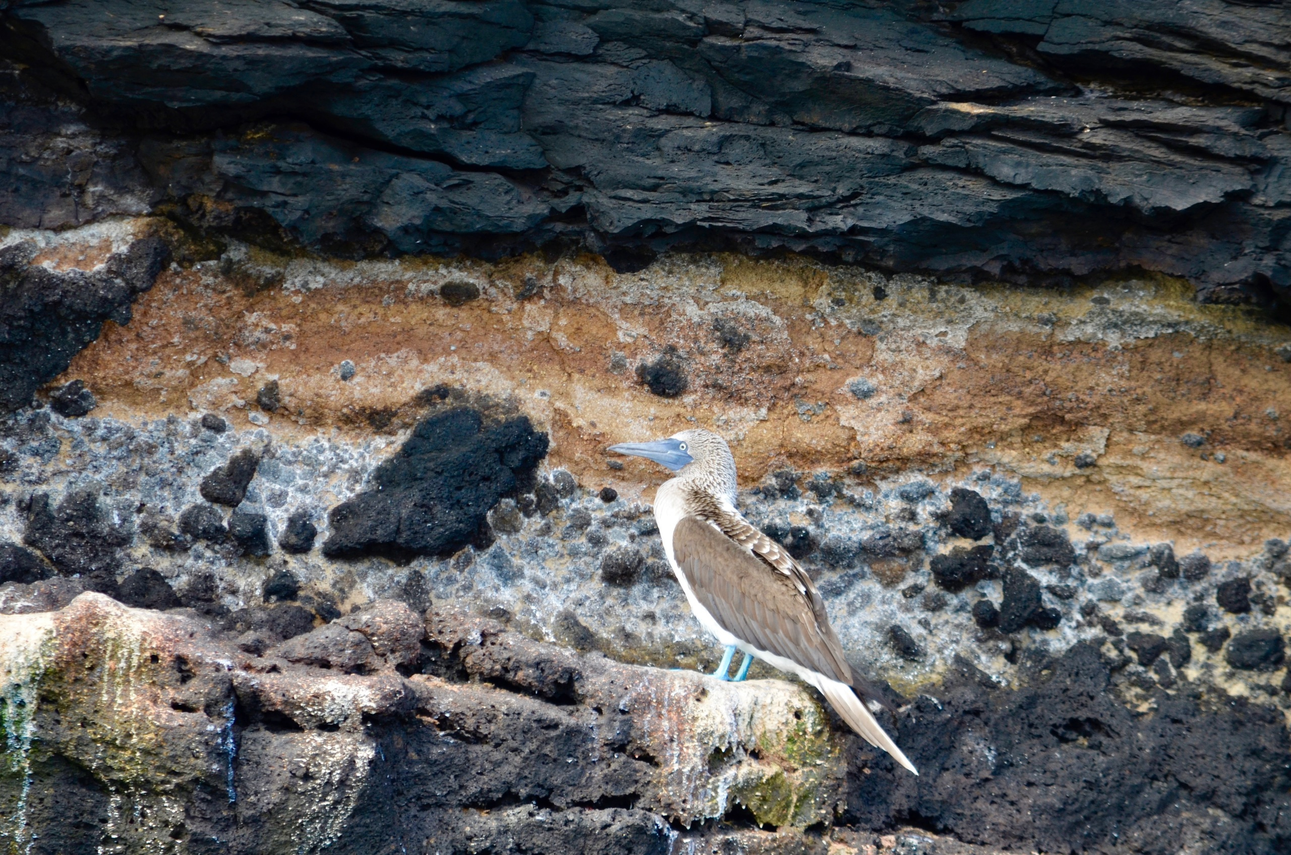 Galapagos 2017, Отчёт о путешествии на Галапагосские острова. Милок и Кирок это позитивные и реальные персоны из Люксембурга, много