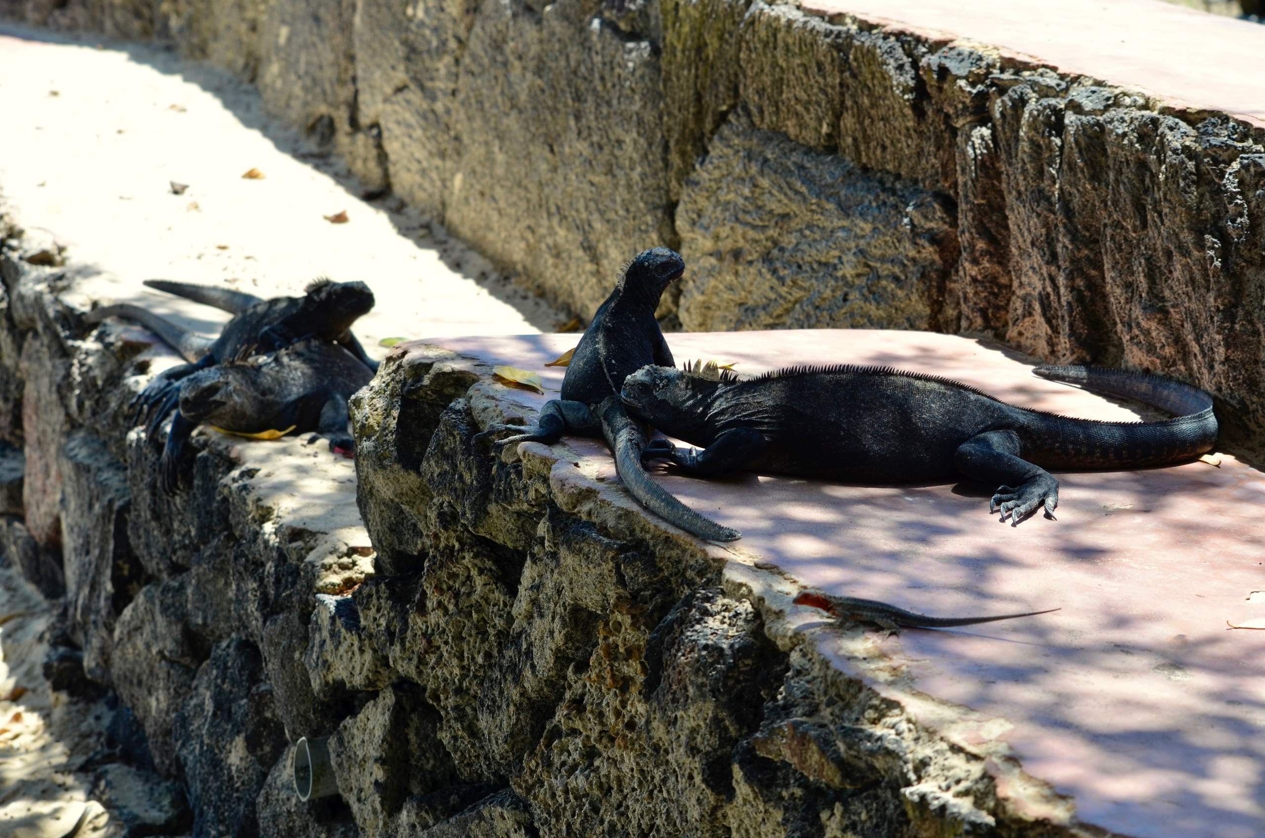 Galapagos 2017, Отчёт о путешествии на Галапагосские острова. Милок и Кирок это позитивные и реальные персоны из Люксембурга, много