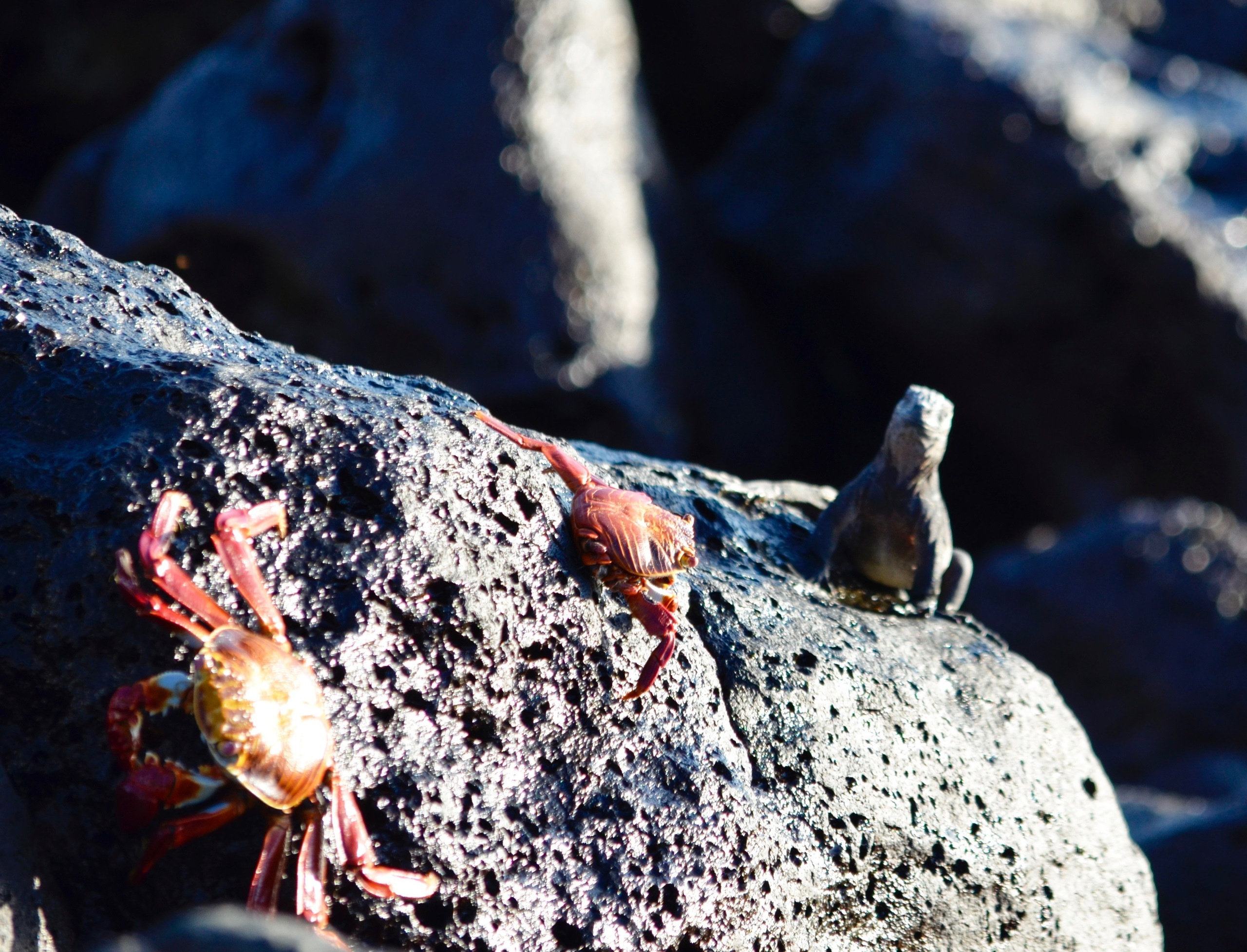 Galapagos 2017, Отчёт о путешествии на Галапагосские острова. Милок и Кирок это позитивные и реальные персоны из Люксембурга, много
