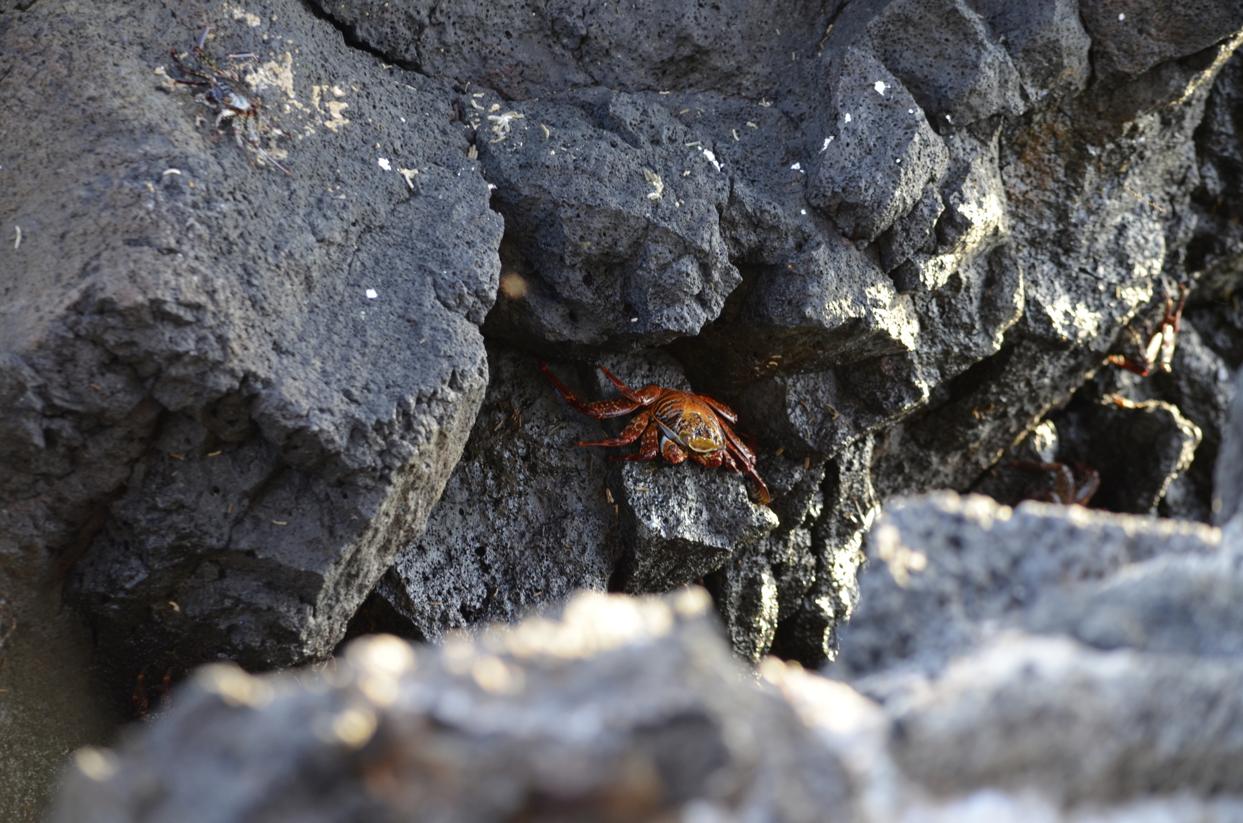 Galapagos 2017, Отчёт о путешествии на Галапагосские острова. Милок и Кирок это позитивные и реальные персоны из Люксембурга, много