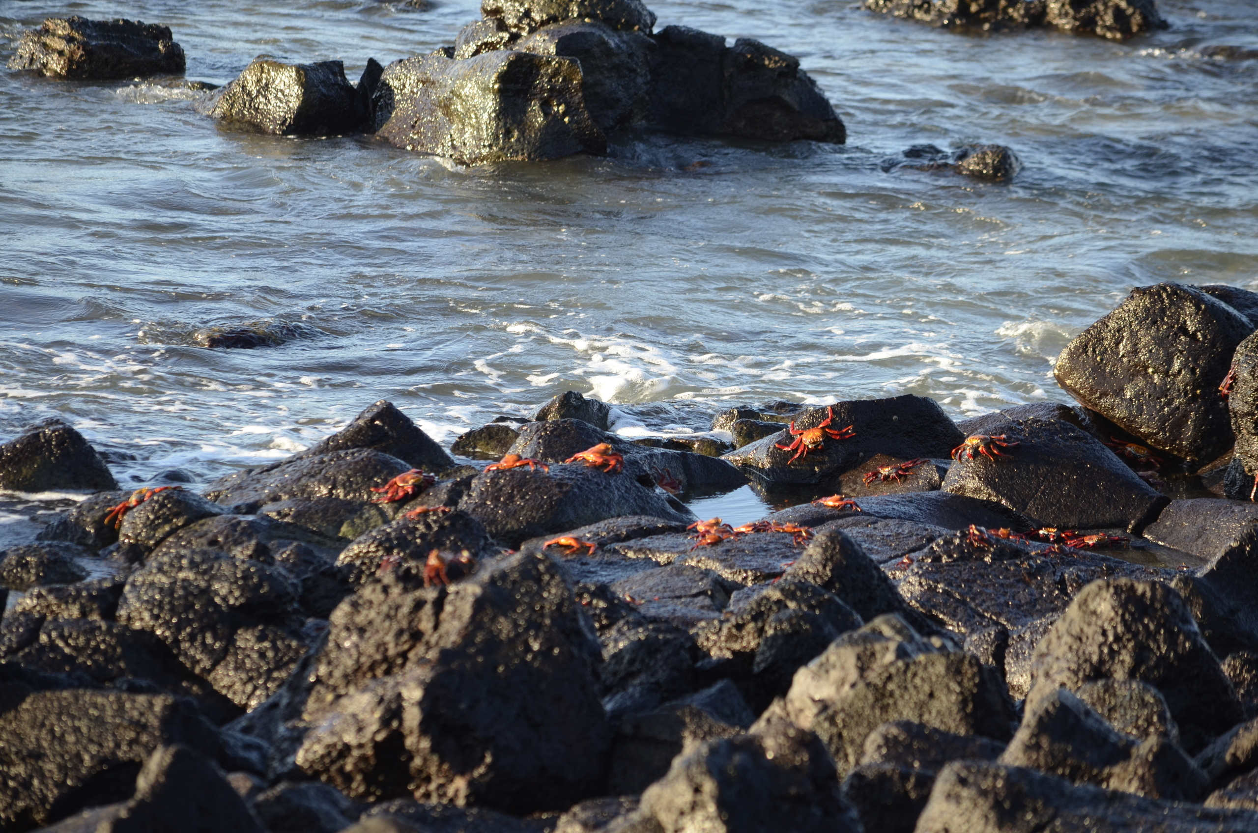 Galapagos 2017, Отчёт о путешествии на Галапагосские острова. Милок и Кирок это позитивные и реальные персоны из Люксембурга, много