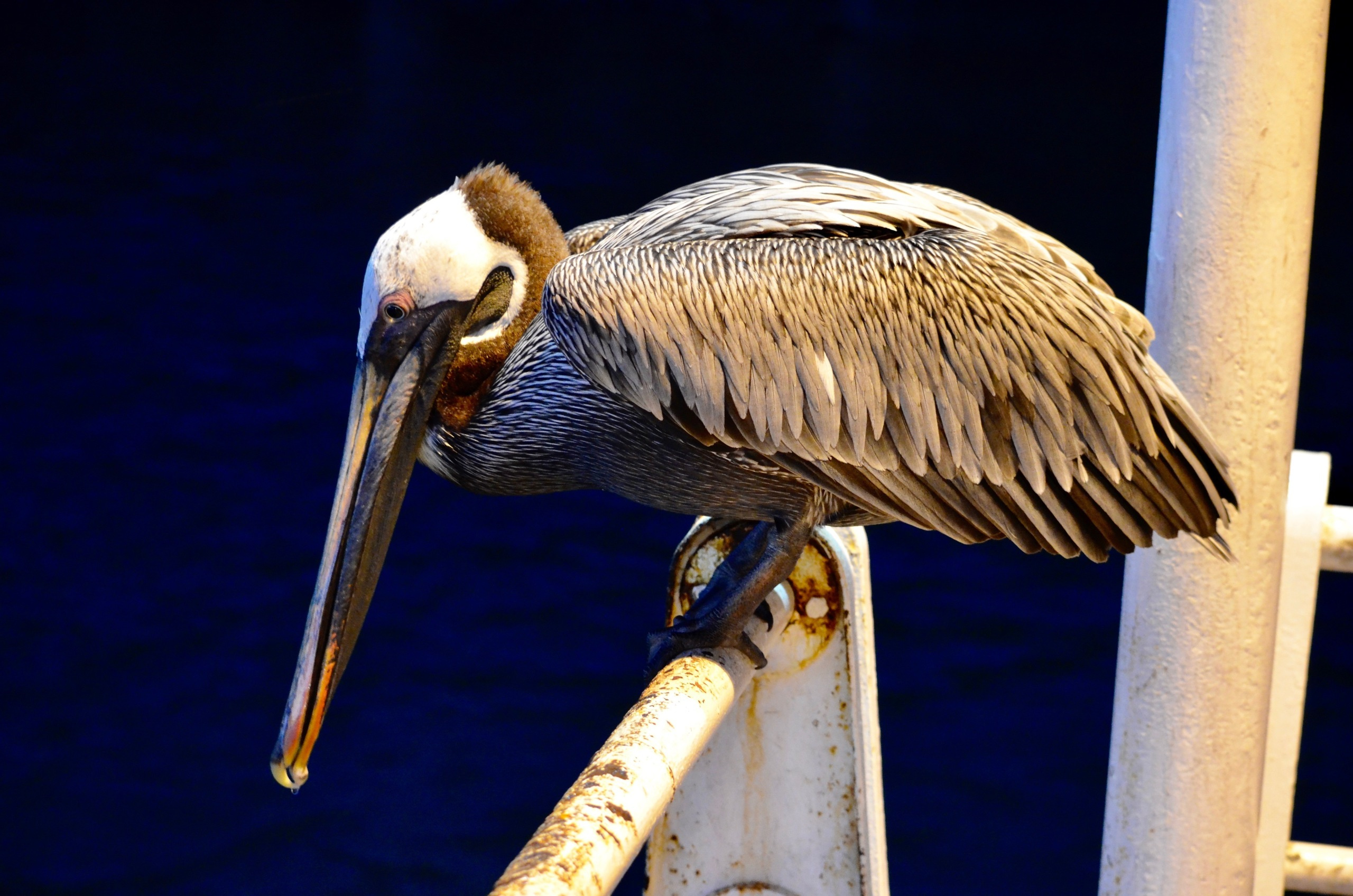 Galapagos 2017, Отчёт о путешествии на Галапагосские острова. Милок и Кирок это позитивные и реальные персоны из Люксембурга, много