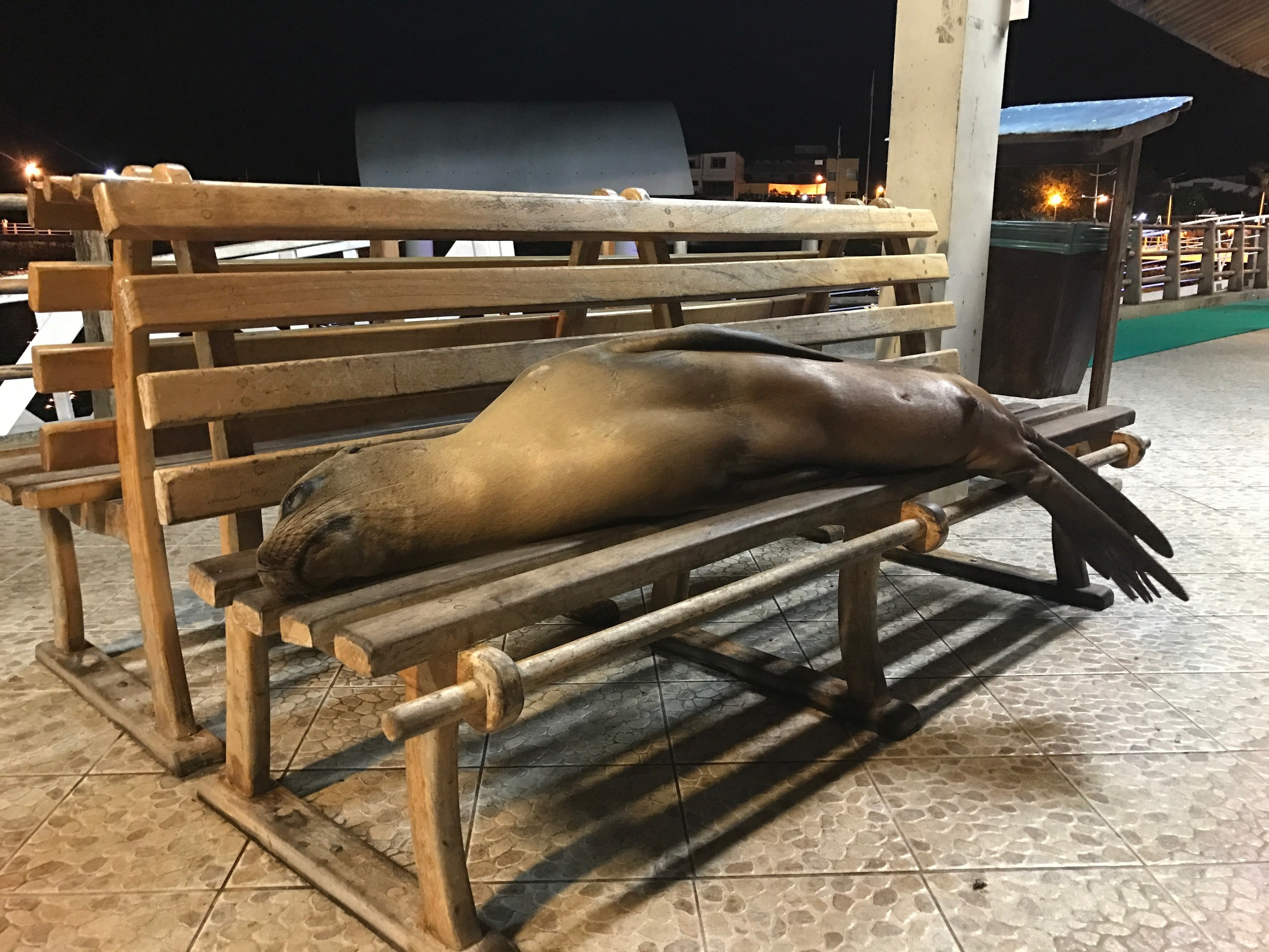 Galapagos 2017, Отчёт о путешествии на Галапагосские острова. Милок и Кирок это позитивные и реальные персоны из Люксембурга, много