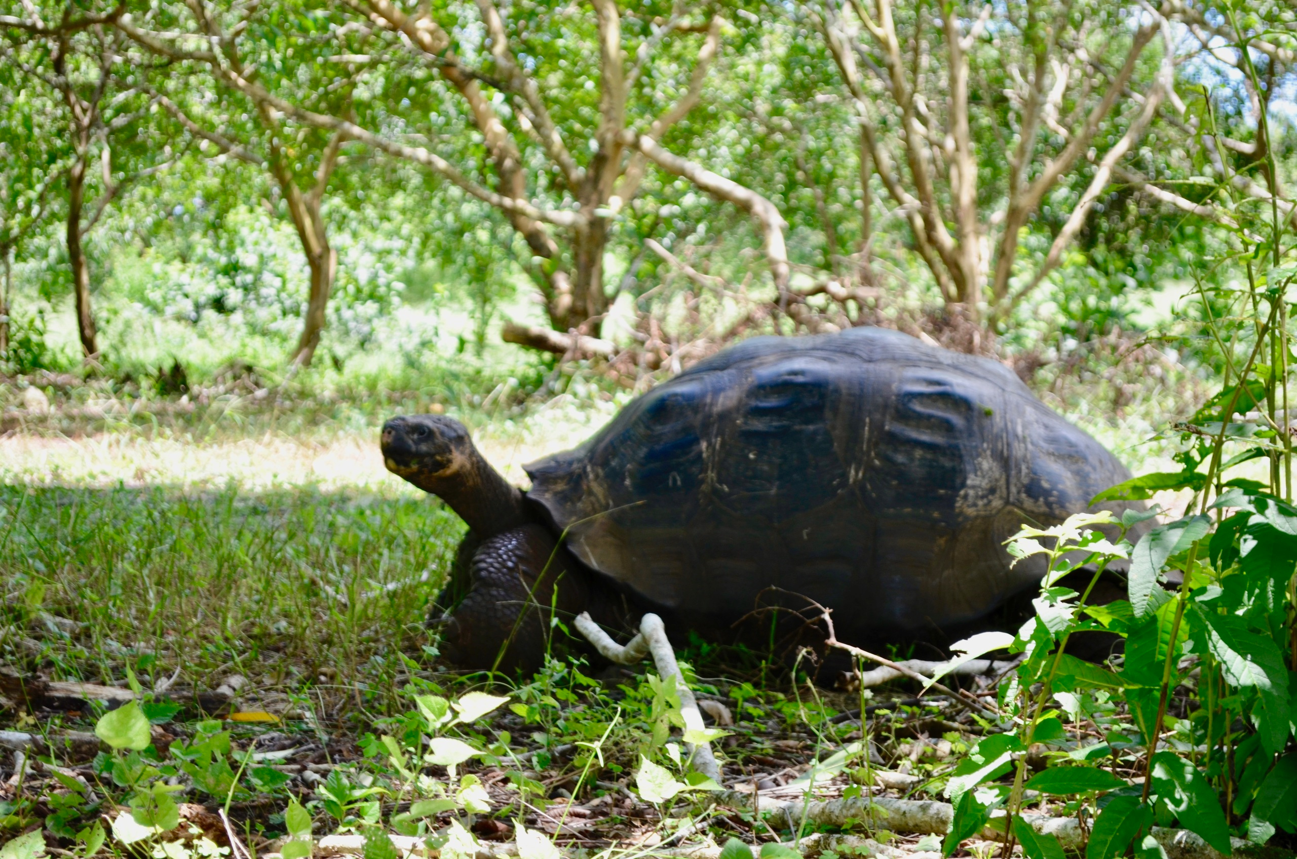 Galapagos 2017, Отчёт о путешествии на Галапагосские острова. Милок и Кирок это позитивные и реальные персоны из Люксембурга, много