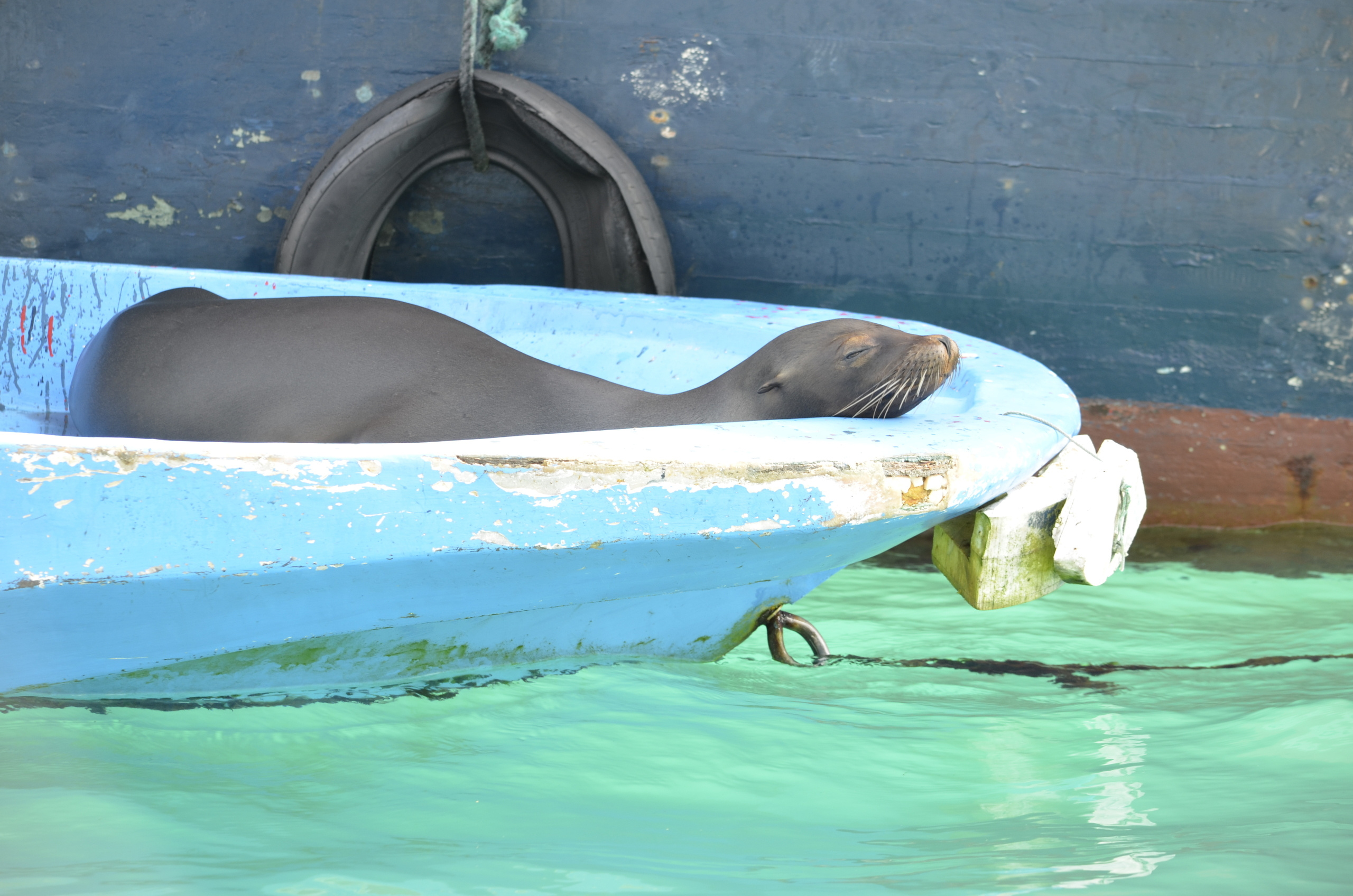 Galapagos 2017, Отчёт о путешествии на Галапагосские острова. Милок и Кирок это позитивные и реальные персоны из Люксембурга, много