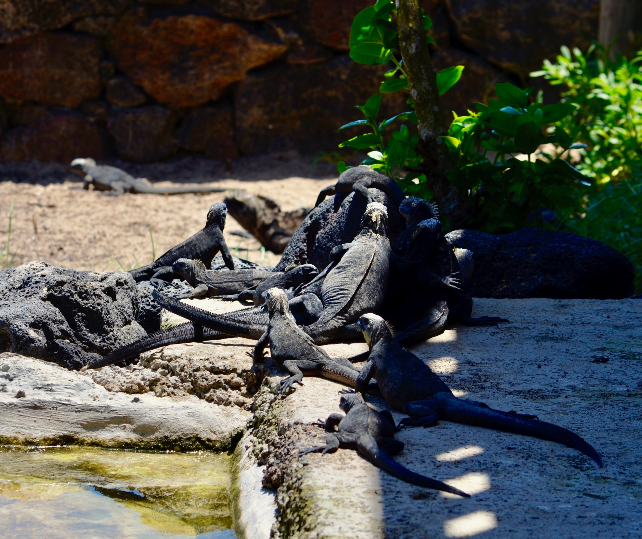 Galapagos 2017, Отчёт о путешествии на Галапагосские острова. Милок и Кирок это позитивные и реальные персоны из Люксембурга, много