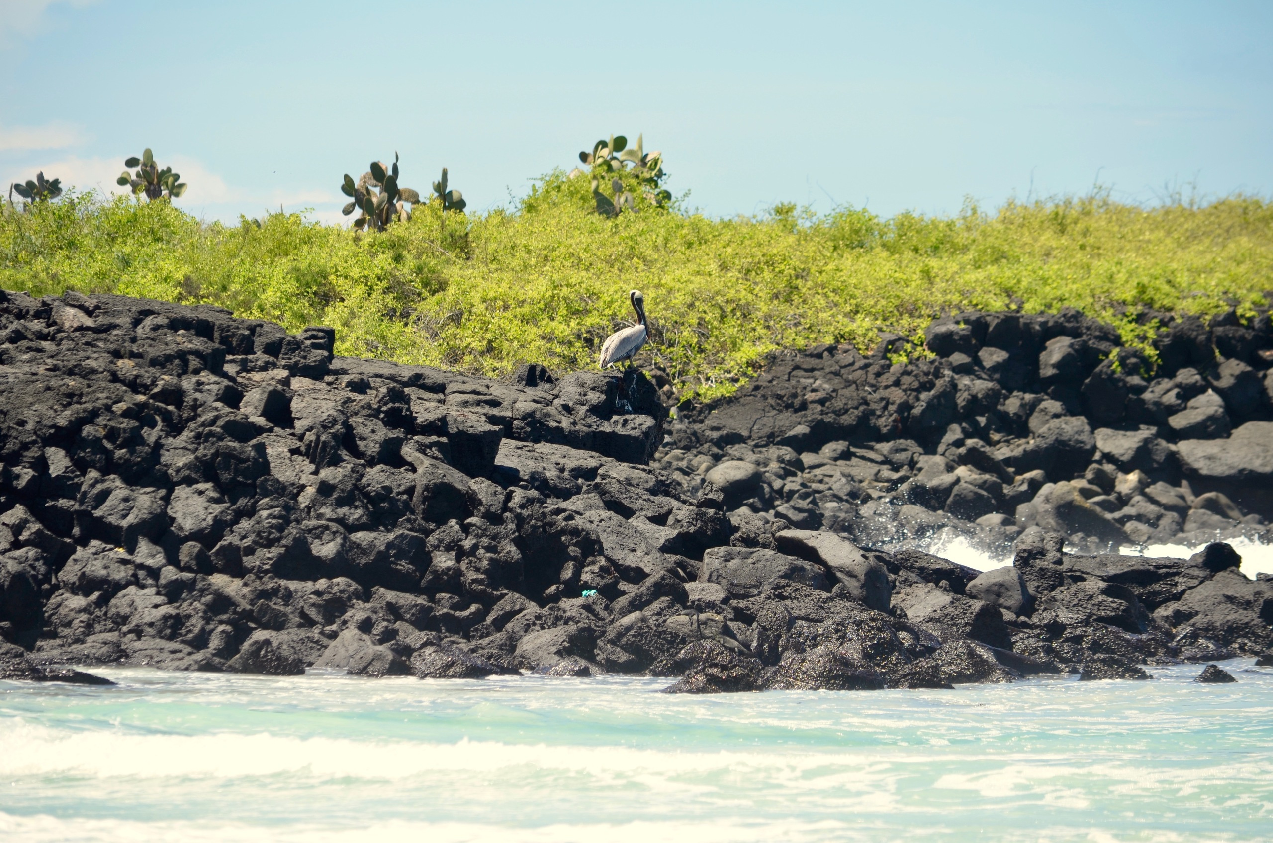 Galapagos 2017, Отчёт о путешествии на Галапагосские острова. Милок и Кирок это позитивные и реальные персоны из Люксембурга, много