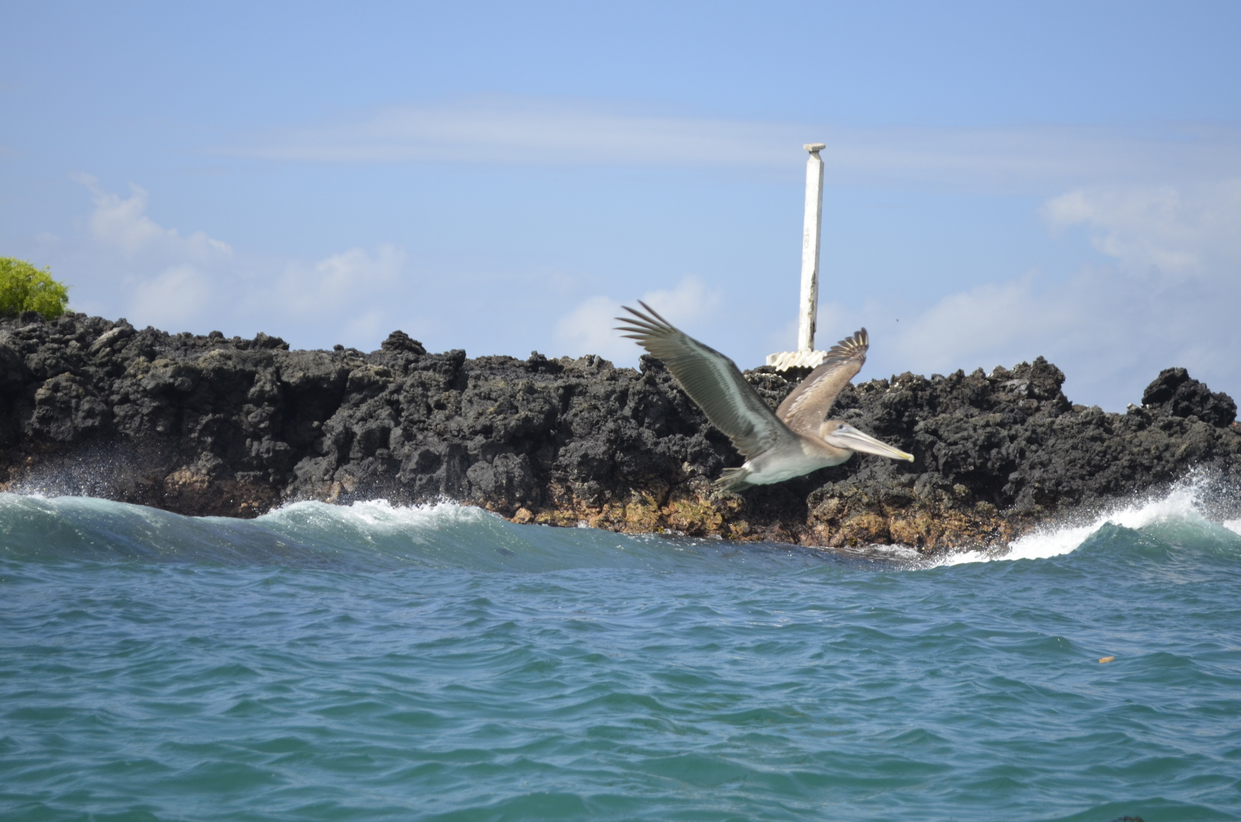 Galapagos 2017, Отчёт о путешествии на Галапагосские острова. Милок и Кирок это позитивные и реальные персоны из Люксембурга, много