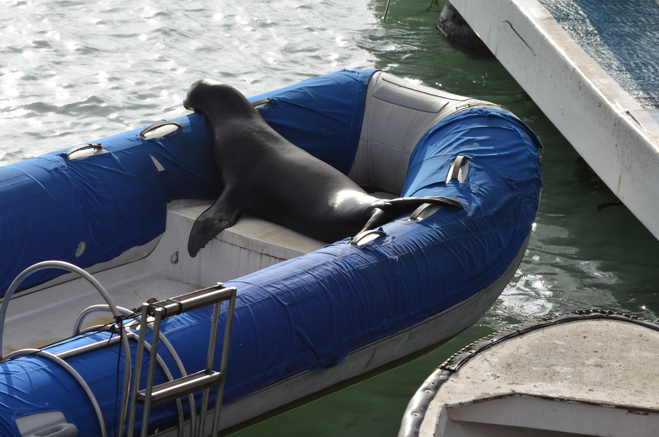 Galapagos 2017, Отчёт о путешествии на Галапагосские острова. Милок и Кирок это позитивные и реальные персоны из Люксембурга, много