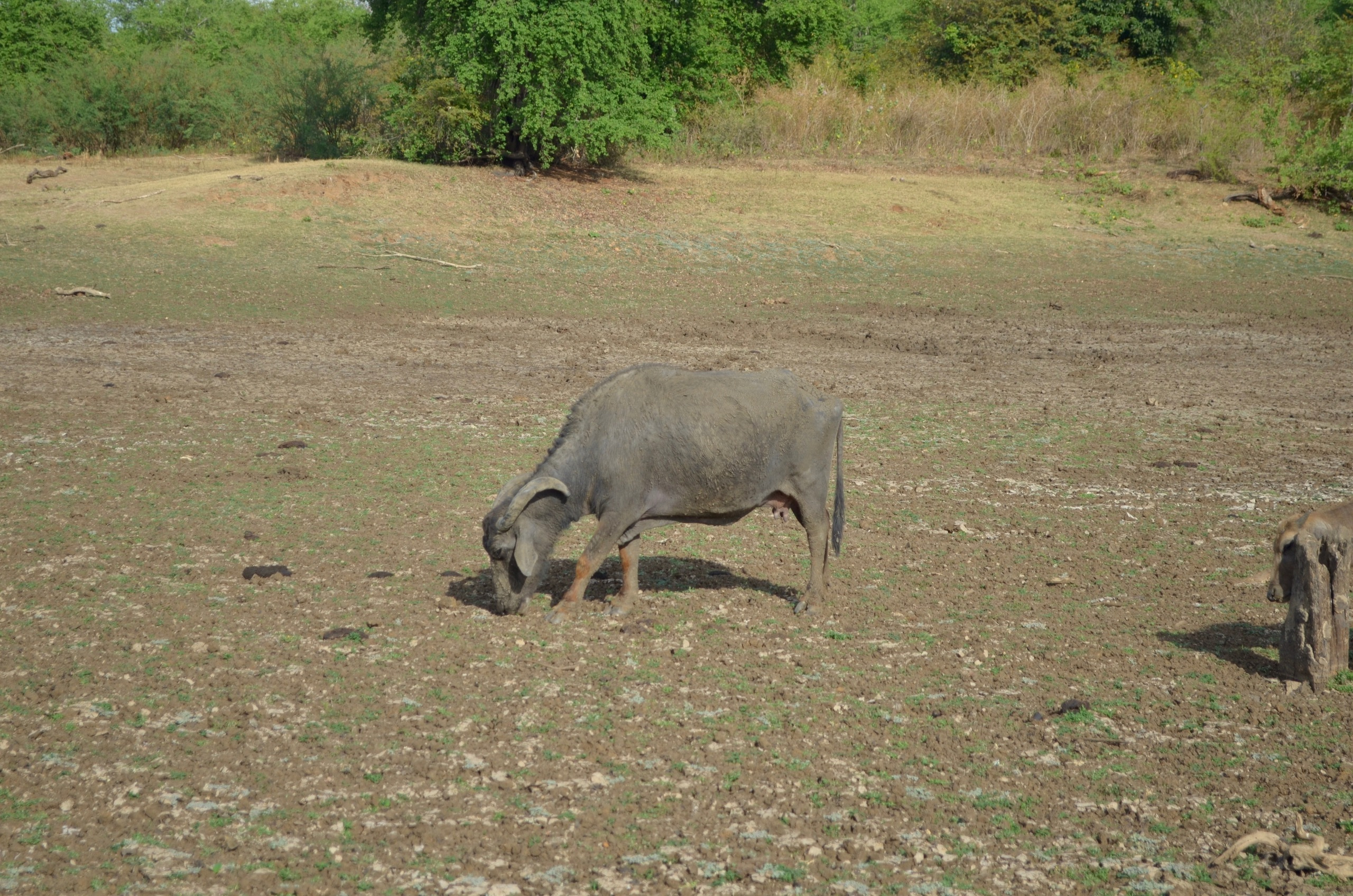 Шри-Ланка — Мальдивы. Mannequins, design, decoration, handmade, photographe…