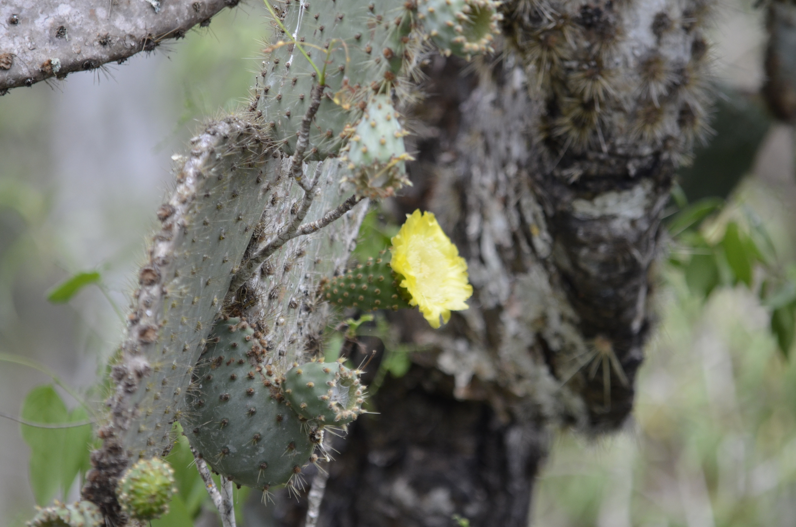 Galapagos 2017, Отчёт о путешествии на Галапагосские острова. Милок и Кирок это позитивные и реальные персоны из Люксембурга, много