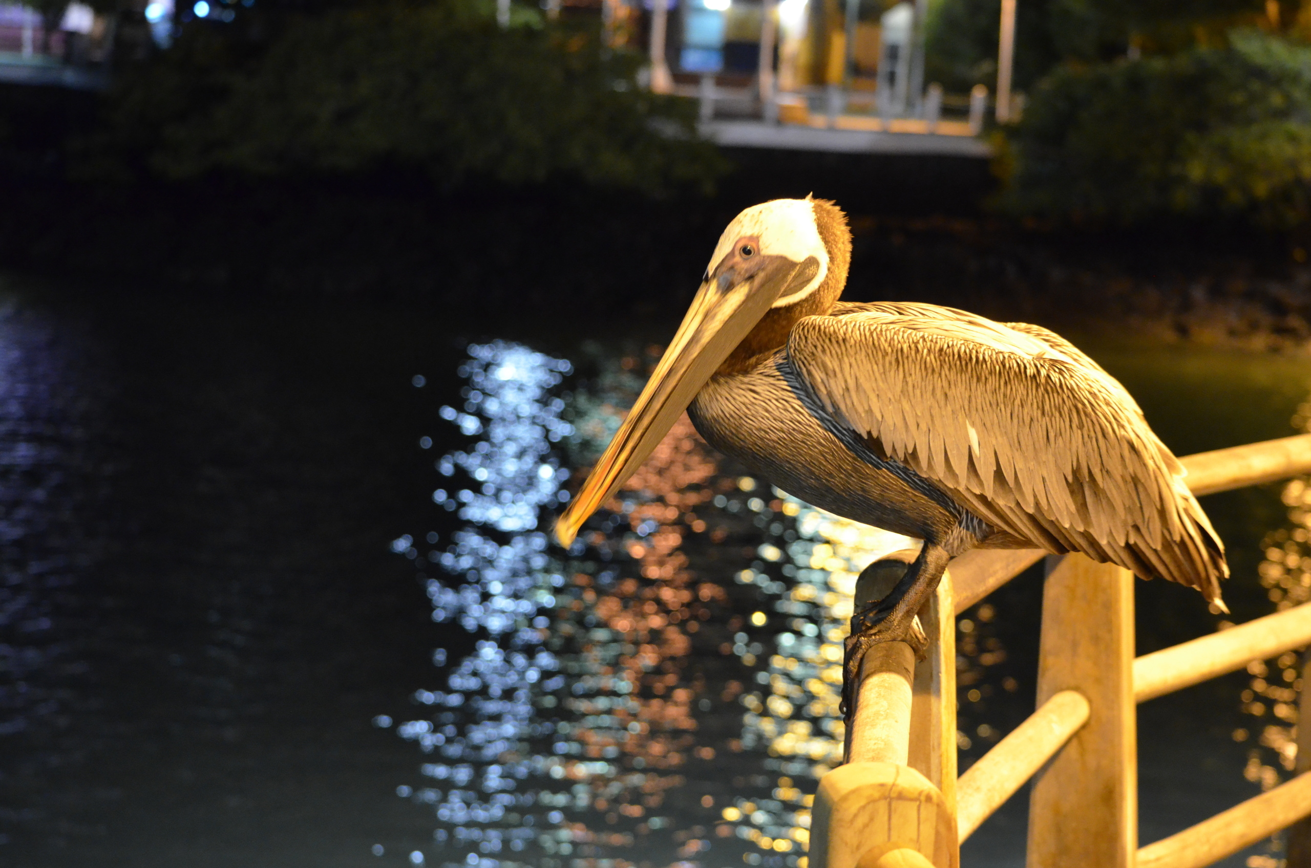 Galapagos 2017, Отчёт о путешествии на Галапагосские острова. Милок и Кирок это позитивные и реальные персоны из Люксембурга, много