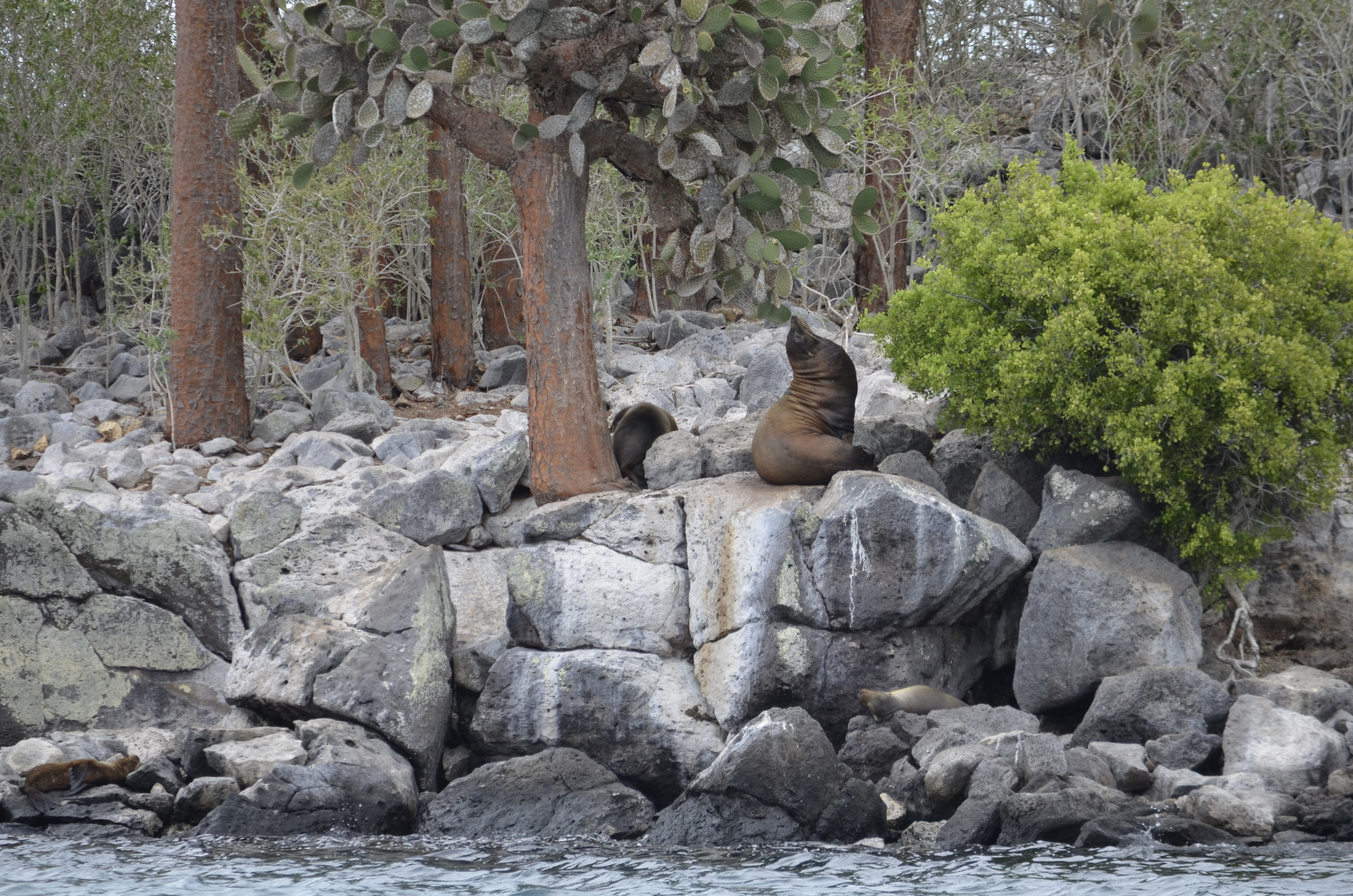 Galapagos 2017, Отчёт о путешествии на Галапагосские острова. Милок и Кирок это позитивные и реальные персоны из Люксембурга, много