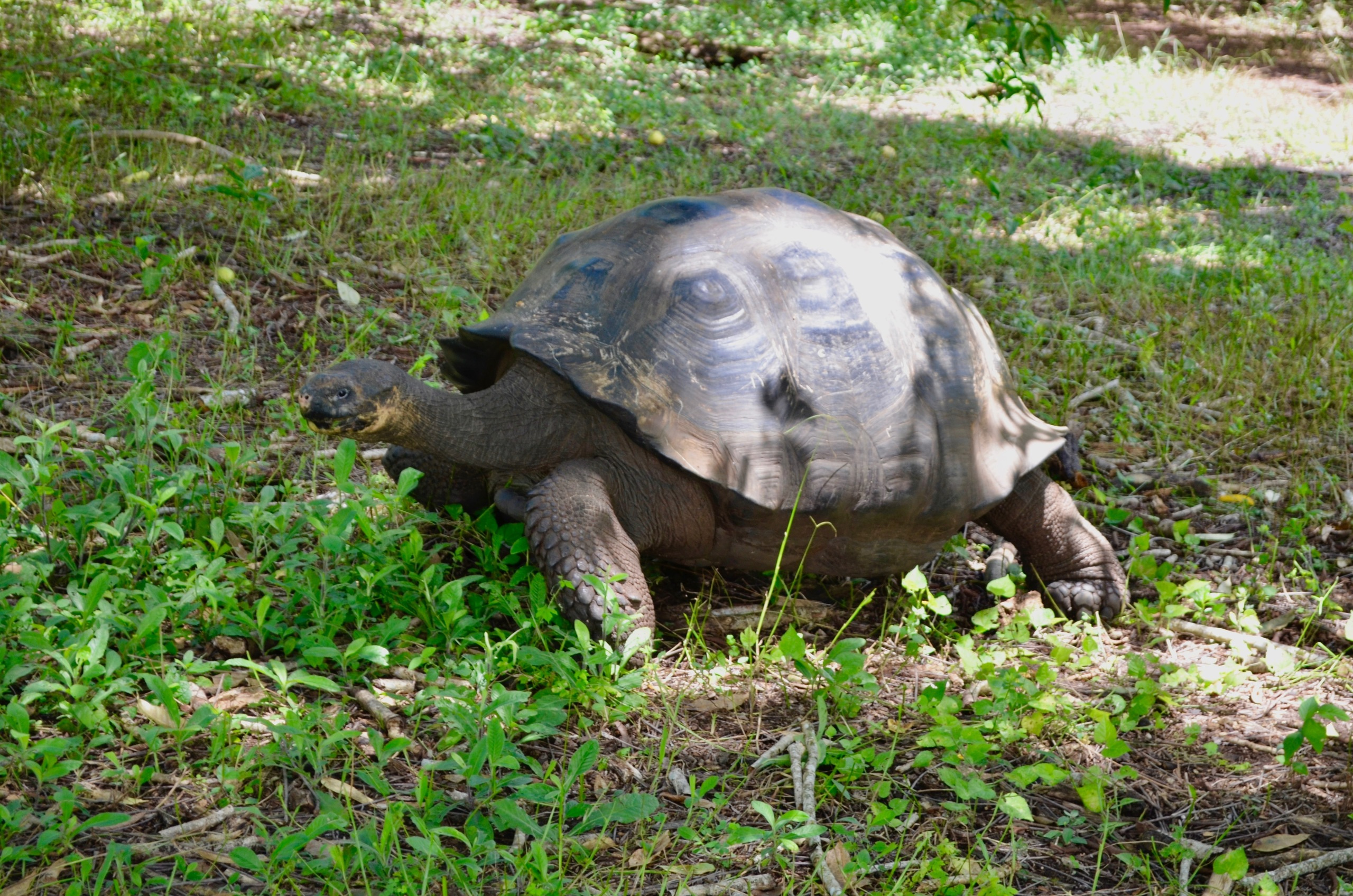 Galapagos 2017, Отчёт о путешествии на Галапагосские острова. Милок и Кирок это позитивные и реальные персоны из Люксембурга, много