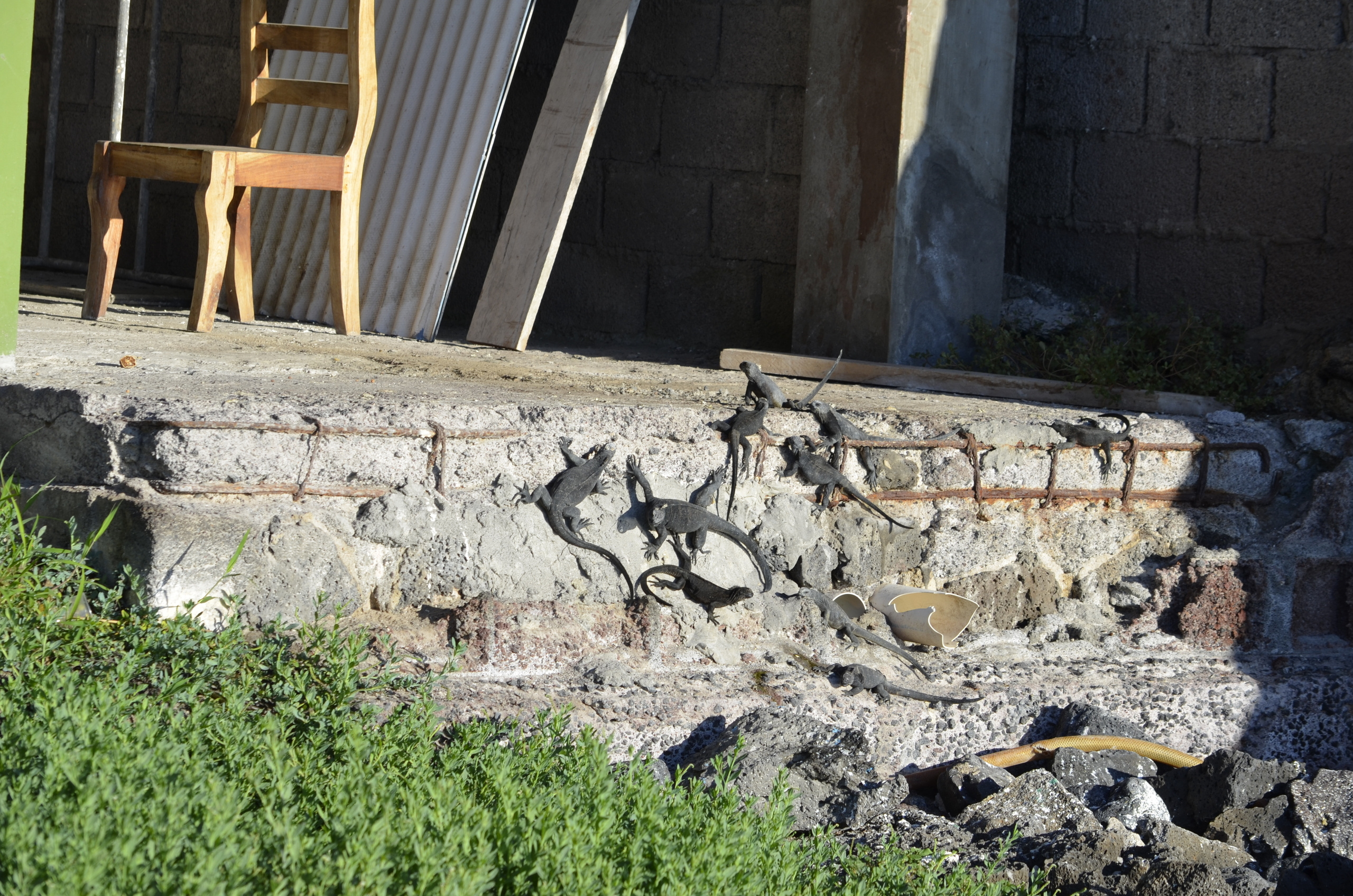 Galapagos 2017, Отчёт о путешествии на Галапагосские острова. Милок и Кирок это позитивные и реальные персоны из Люксембурга, много