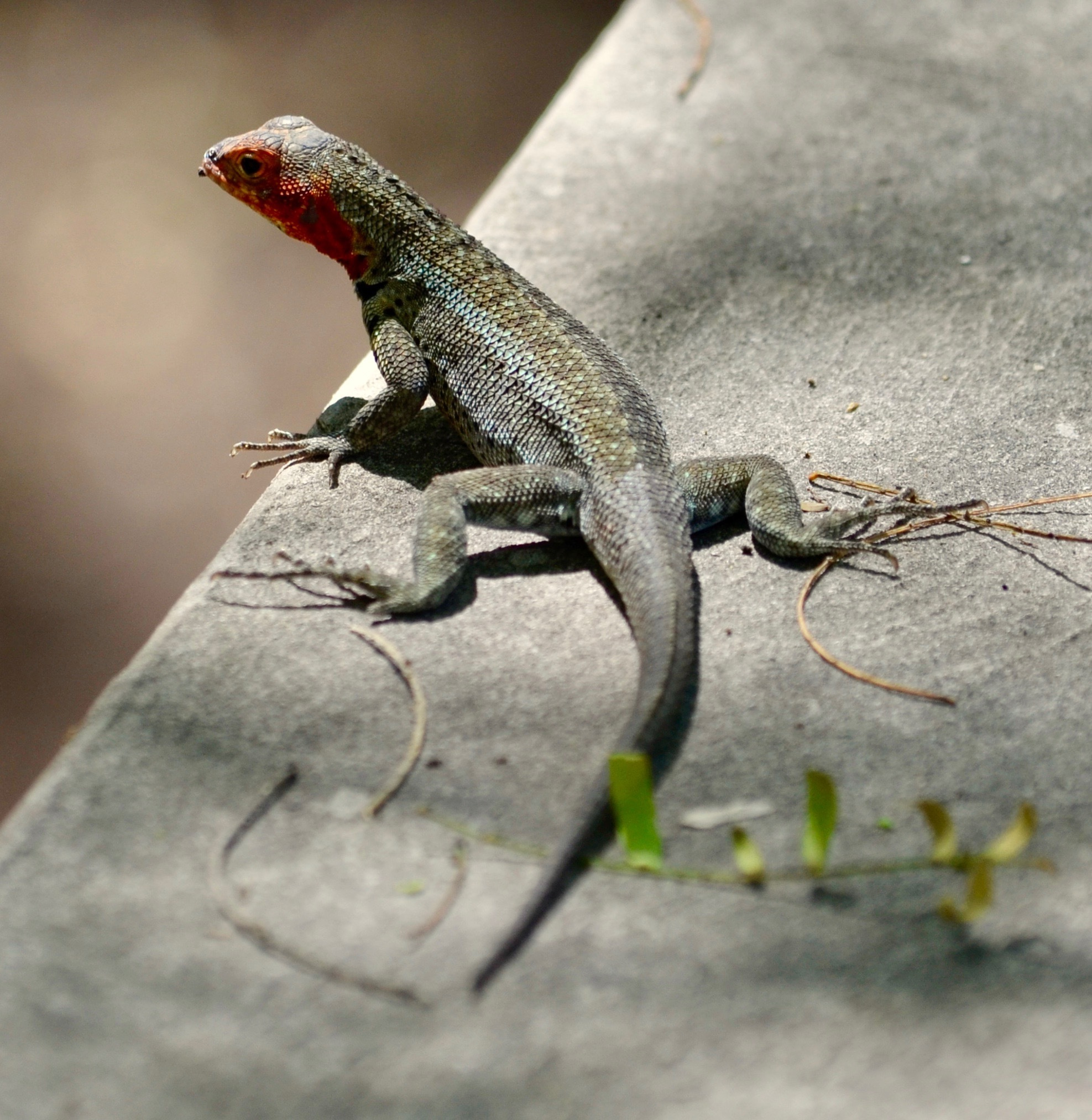 Galapagos 2017, Отчёт о путешествии на Галапагосские острова. Милок и Кирок это позитивные и реальные персоны из Люксембурга, много
