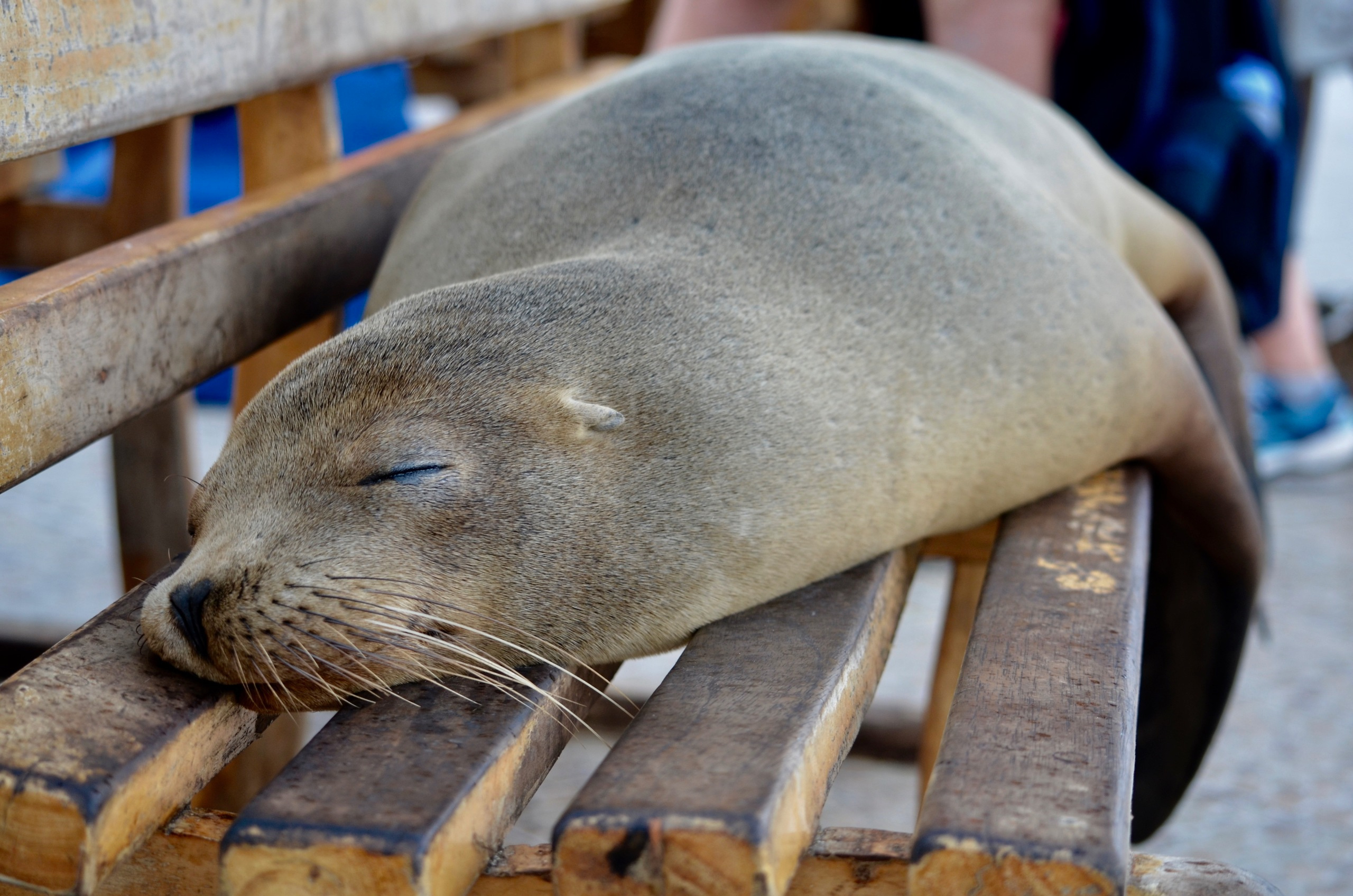 Galapagos 2017, Отчёт о путешествии на Галапагосские острова. Милок и Кирок это позитивные и реальные персоны из Люксембурга, много
