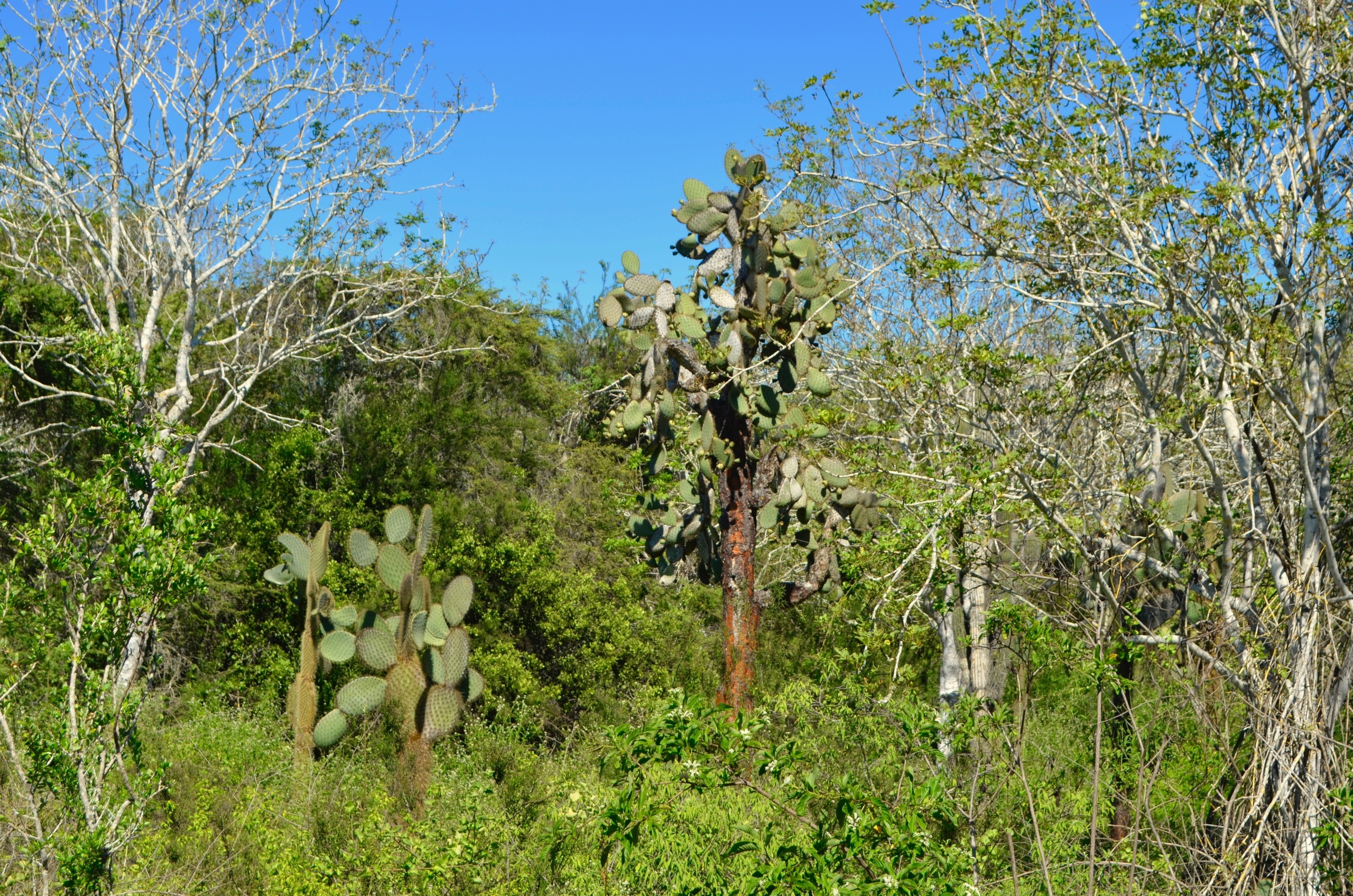 Galapagos 2017, Отчёт о путешествии на Галапагосские острова. Милок и Кирок это позитивные и реальные персоны из Люксембурга, много