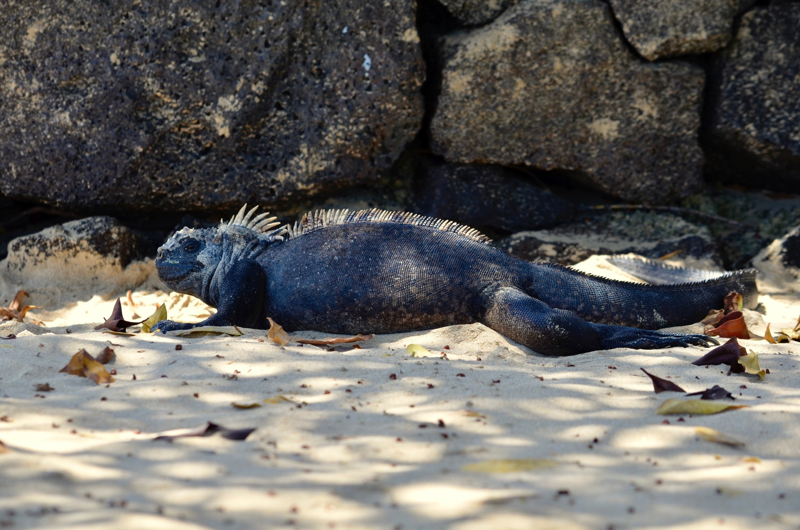Galapagos 2017, Отчёт о путешествии на Галапагосские острова. Милок и Кирок это позитивные и реальные персоны из Люксембурга, много