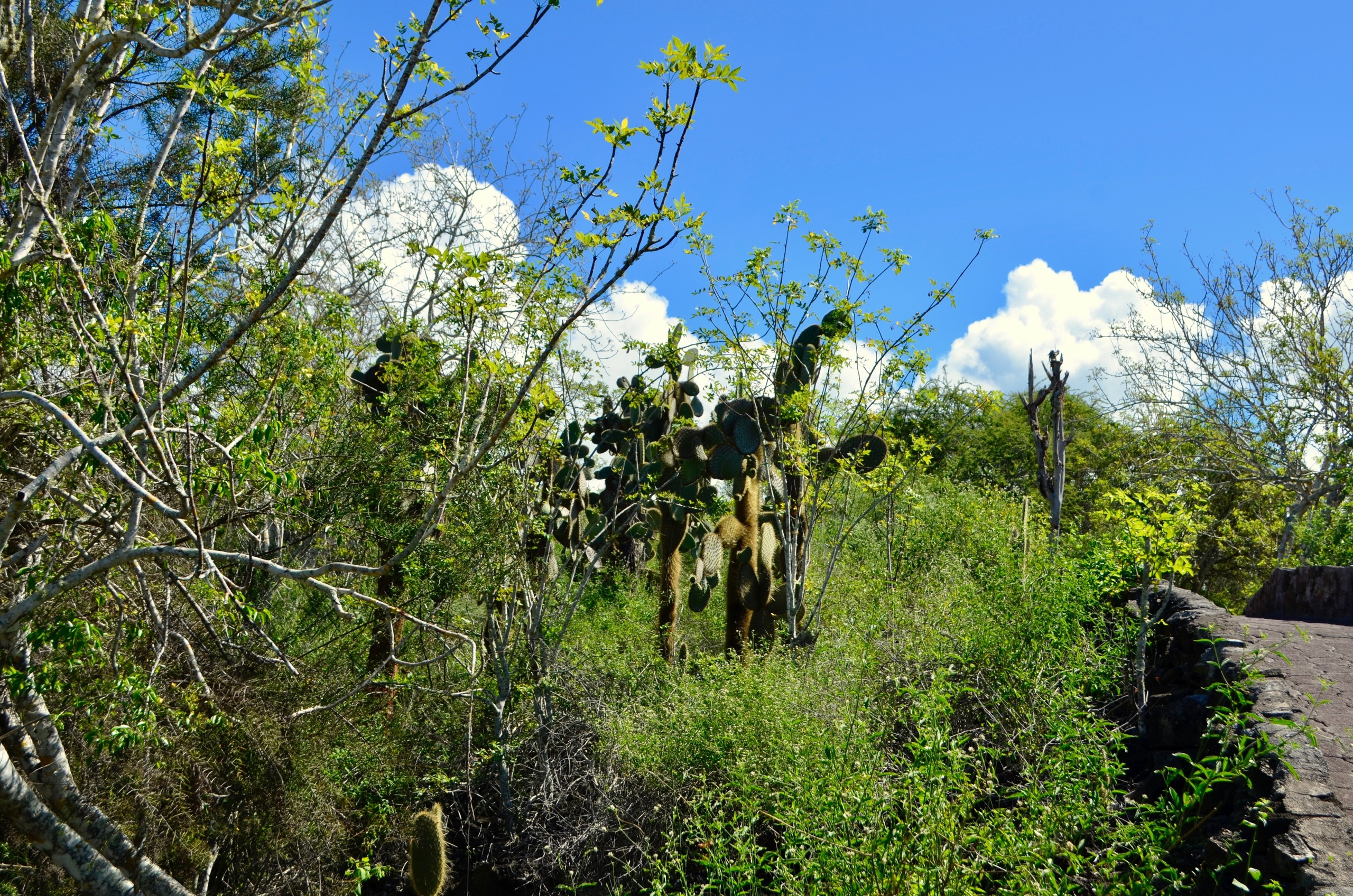 Galapagos 2017, Отчёт о путешествии на Галапагосские острова. Милок и Кирок это позитивные и реальные персоны из Люксембурга, много