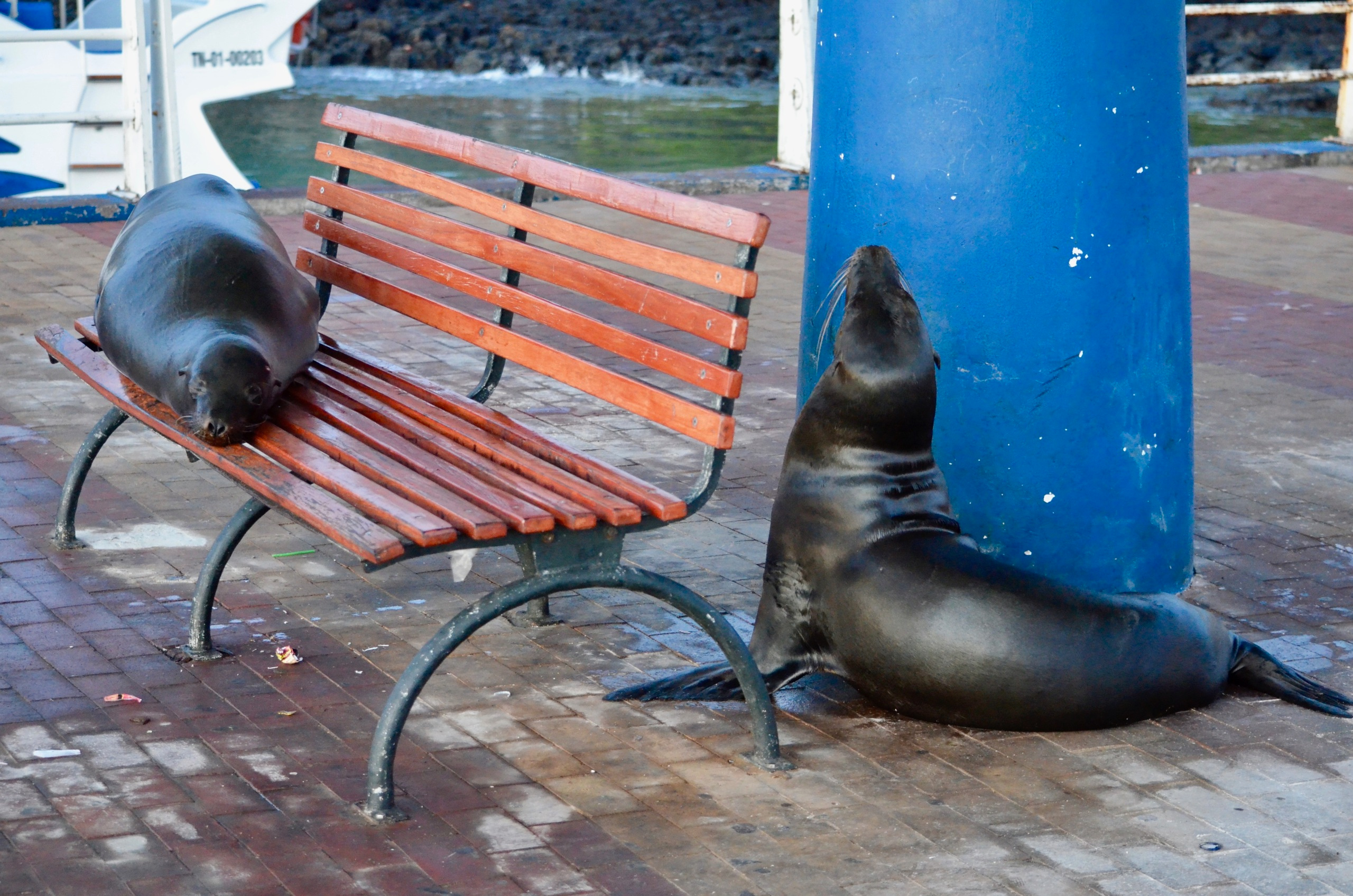 Galapagos 2017, Отчёт о путешествии на Галапагосские острова. Милок и Кирок это позитивные и реальные персоны из Люксембурга, много