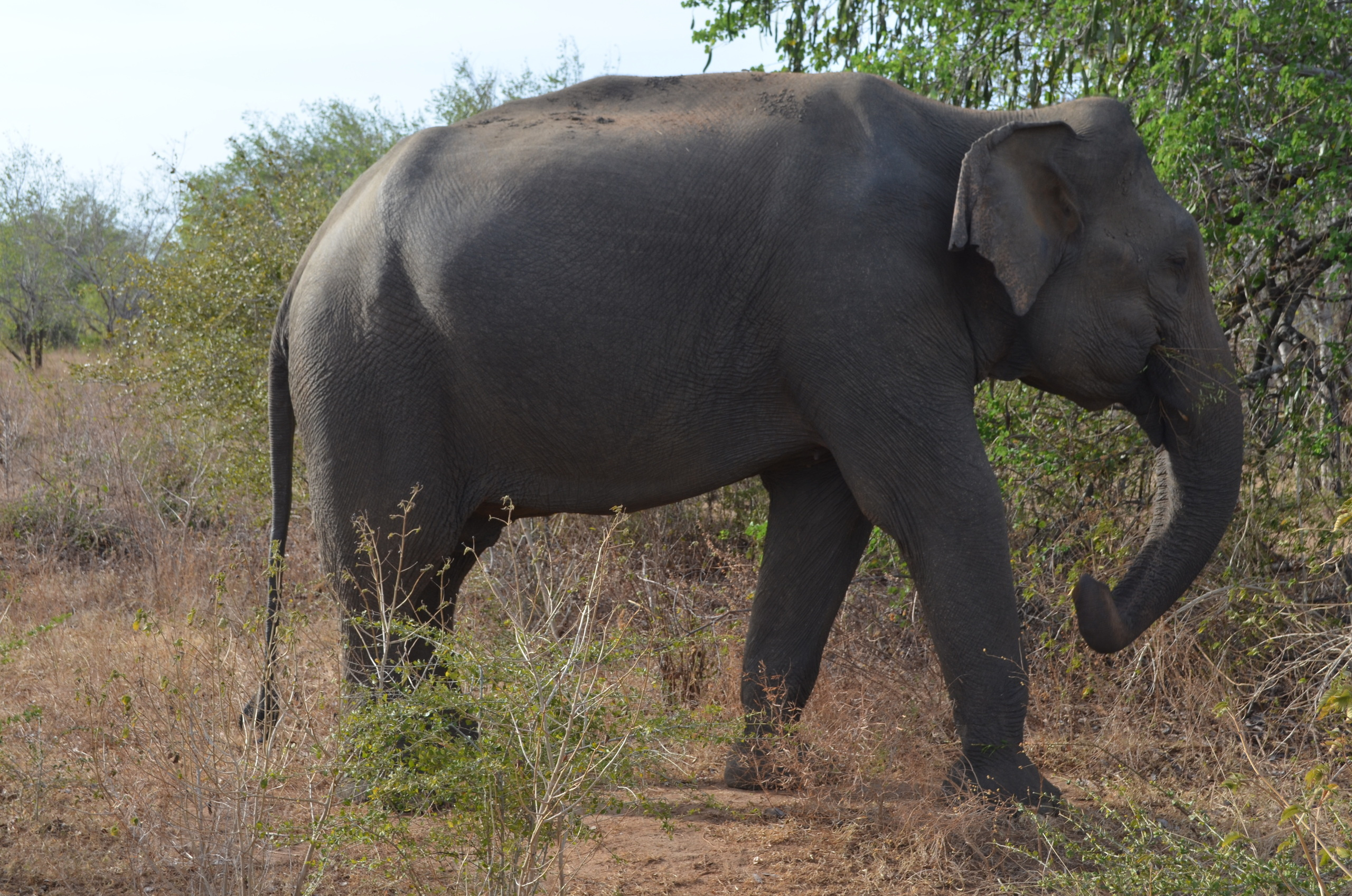 Шри-Ланка — Мальдивы. Mannequins, design, decoration, handmade, photographe…