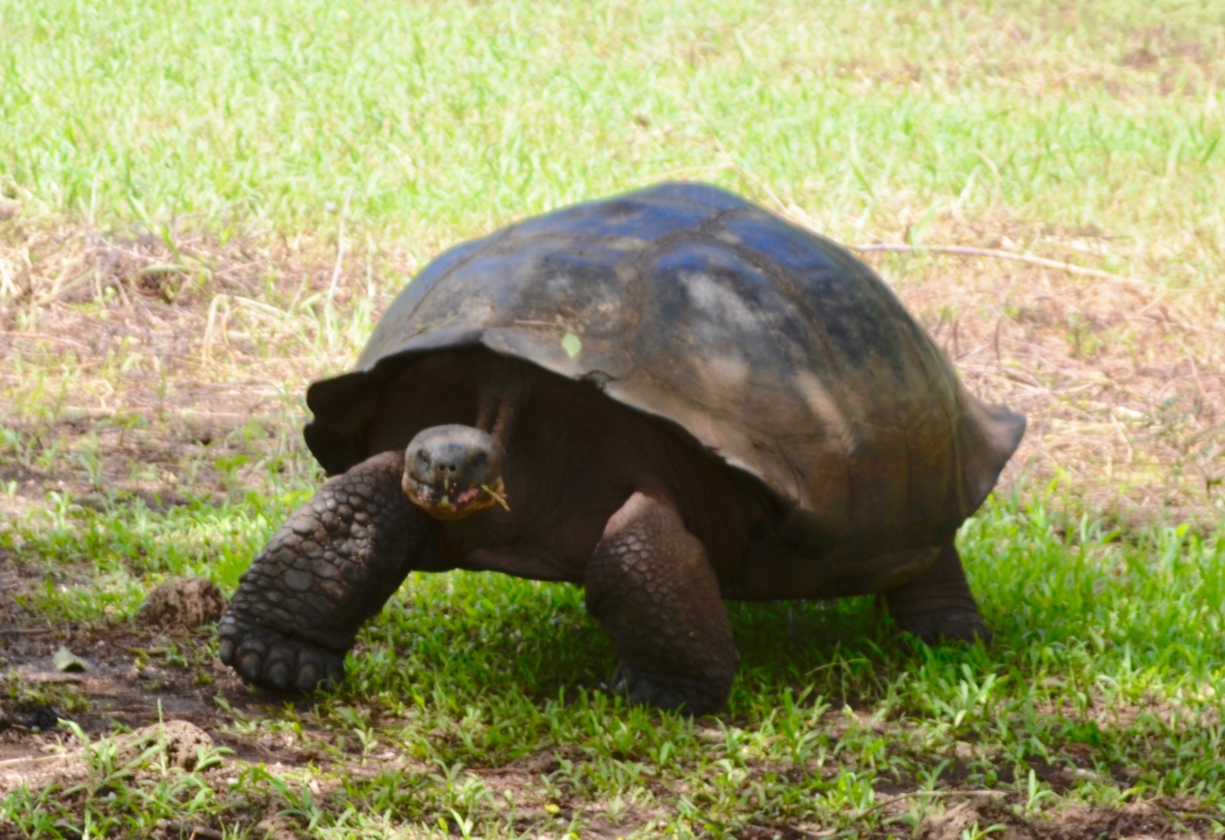 Galapagos 2017, Отчёт о путешествии на Галапагосские острова. Милок и Кирок это позитивные и реальные персоны из Люксембурга, много