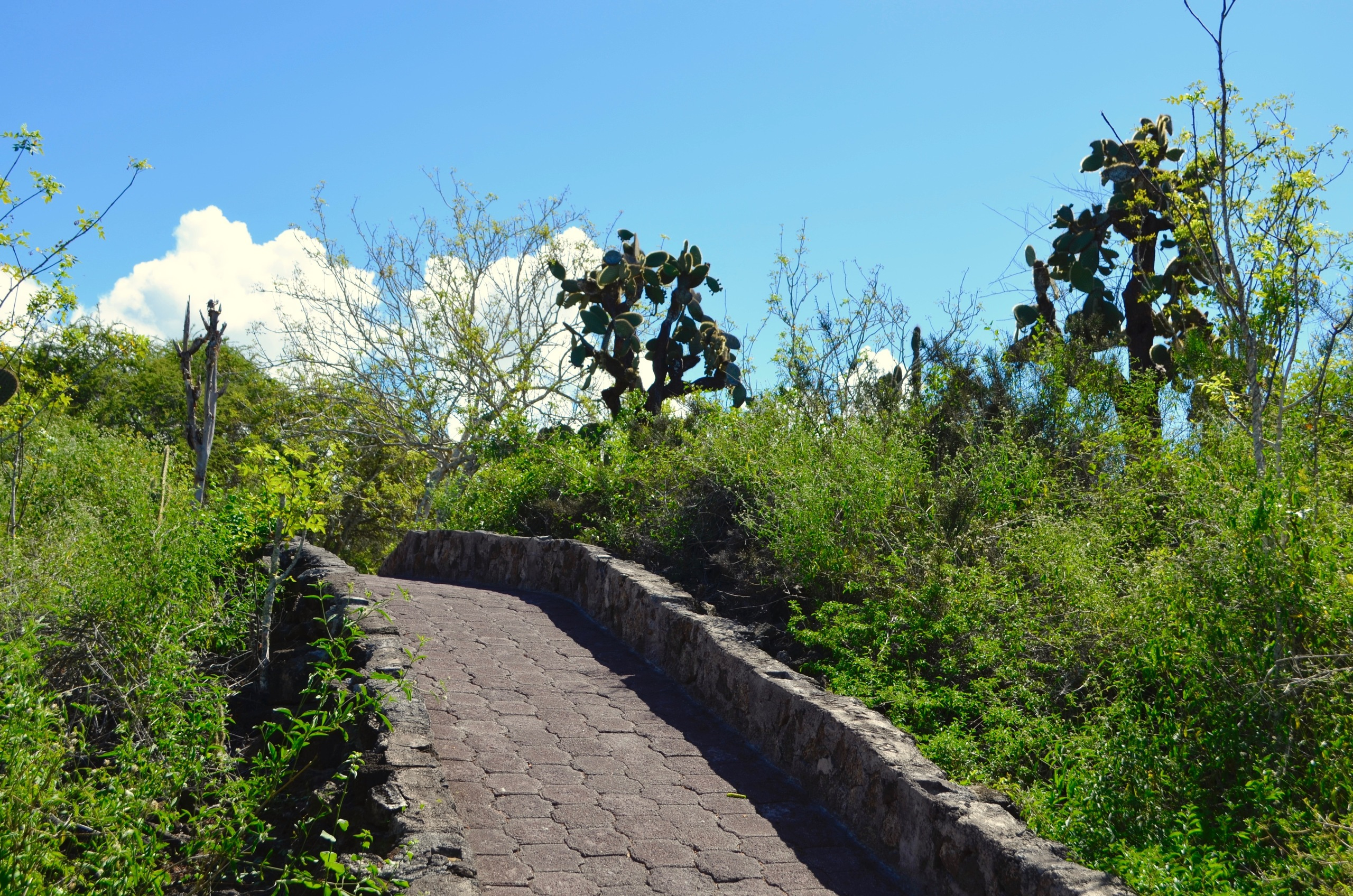 Galapagos 2017, Отчёт о путешествии на Галапагосские острова. Милок и Кирок это позитивные и реальные персоны из Люксембурга, много