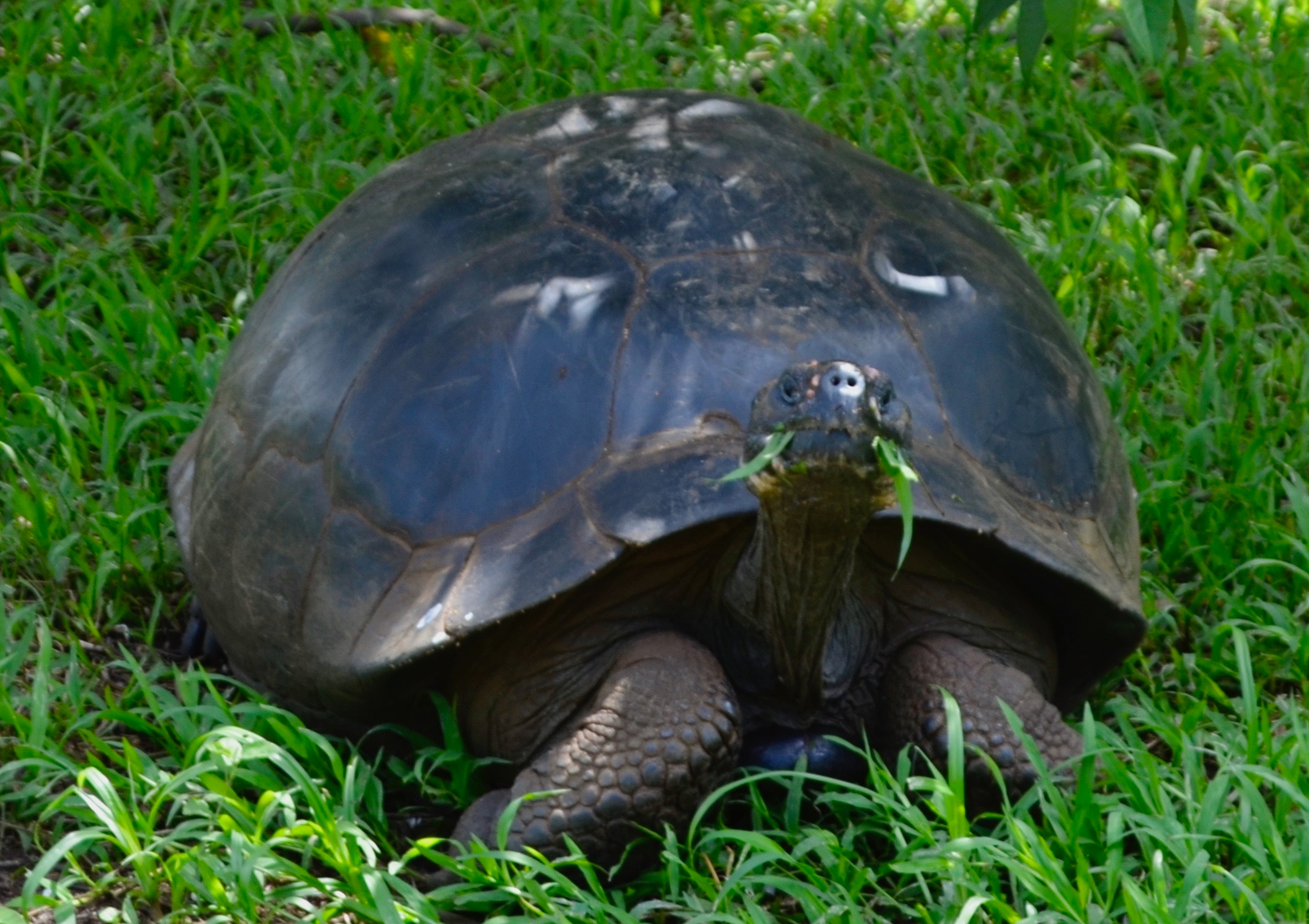 Galapagos 2017, Отчёт о путешествии на Галапагосские острова. Милок и Кирок это позитивные и реальные персоны из Люксембурга, много