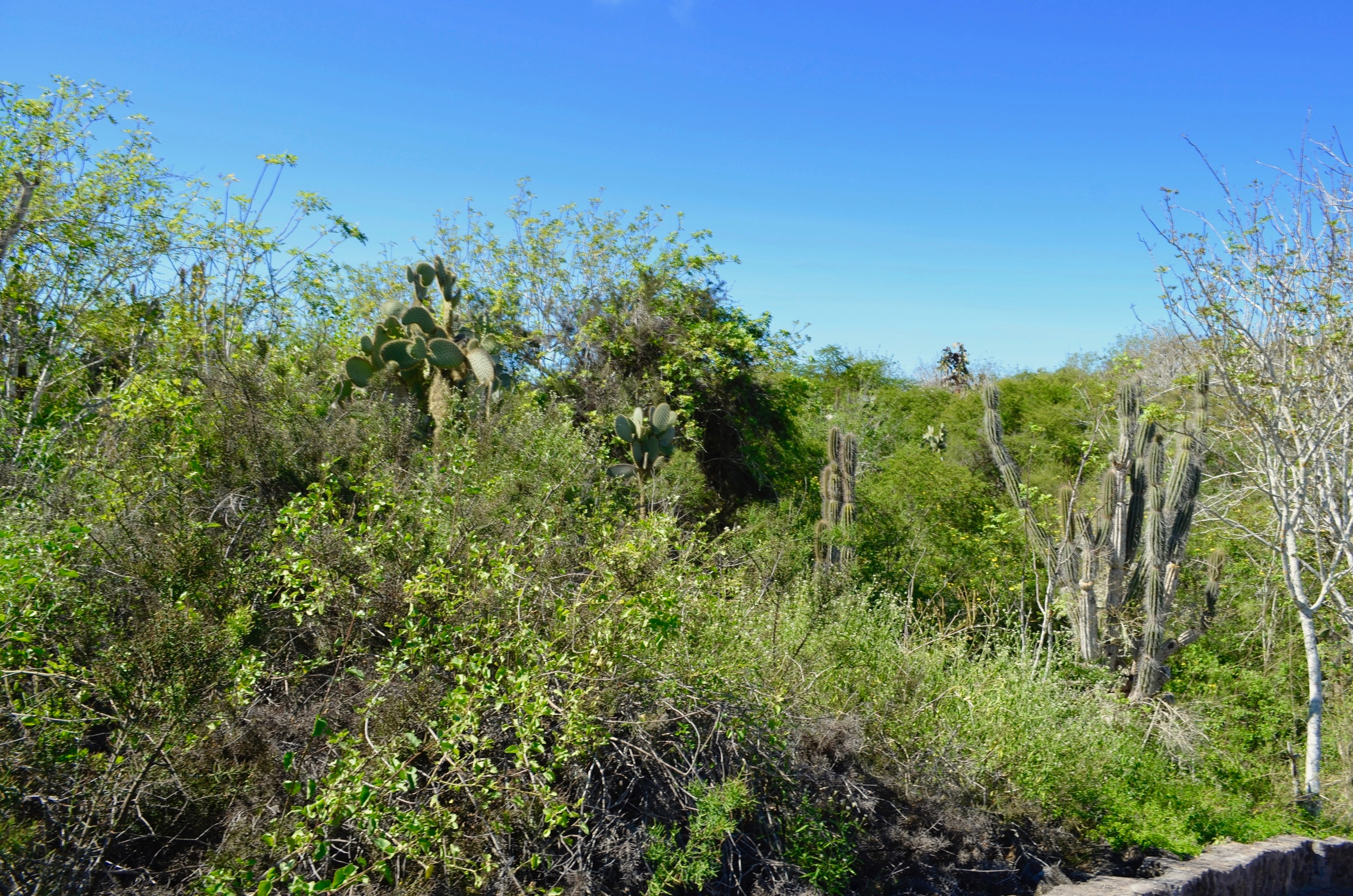 Galapagos 2017, Отчёт о путешествии на Галапагосские острова. Милок и Кирок это позитивные и реальные персоны из Люксембурга, много