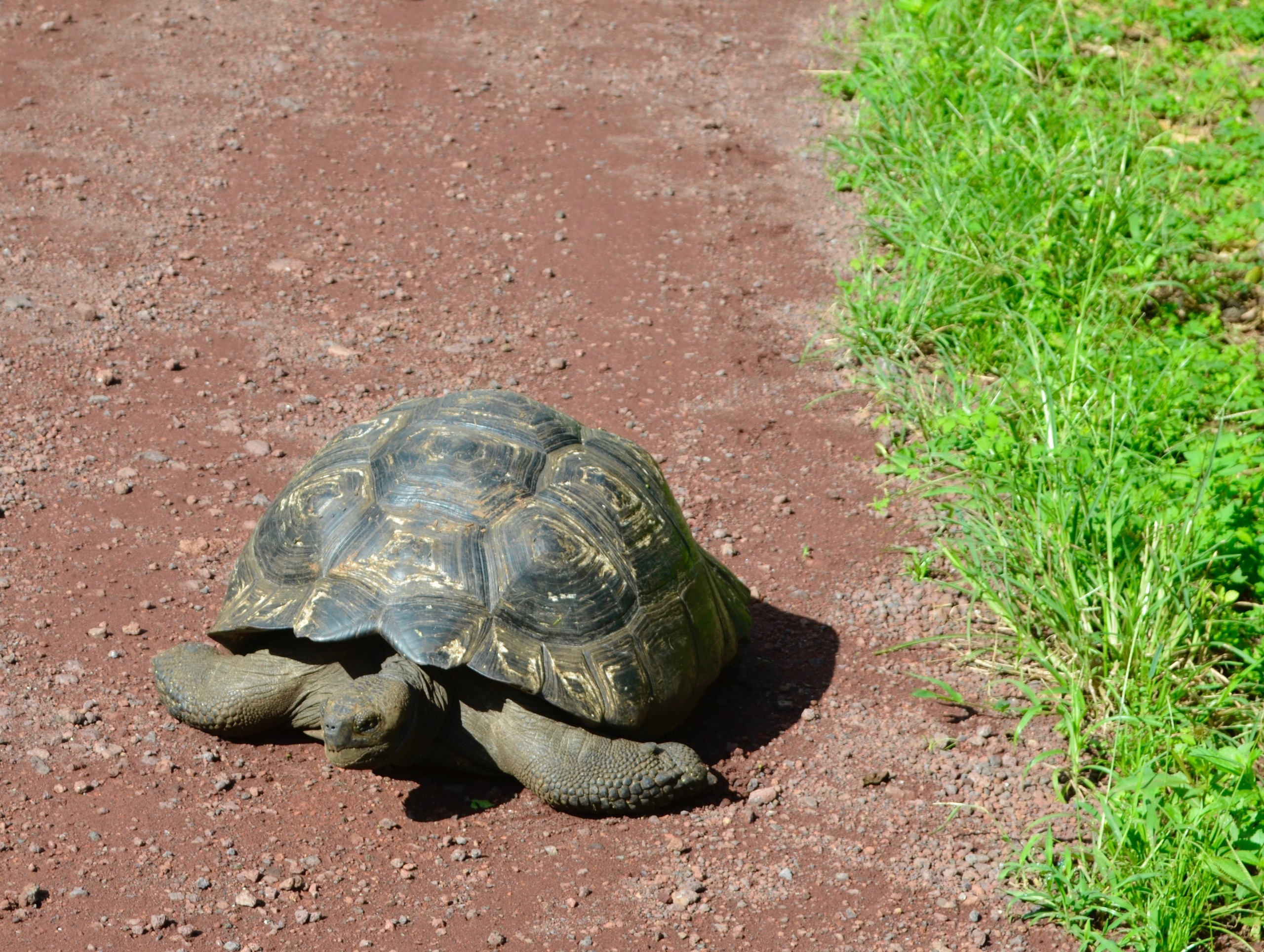 Galapagos 2017, Отчёт о путешествии на Галапагосские острова. Милок и Кирок это позитивные и реальные персоны из Люксембурга, много