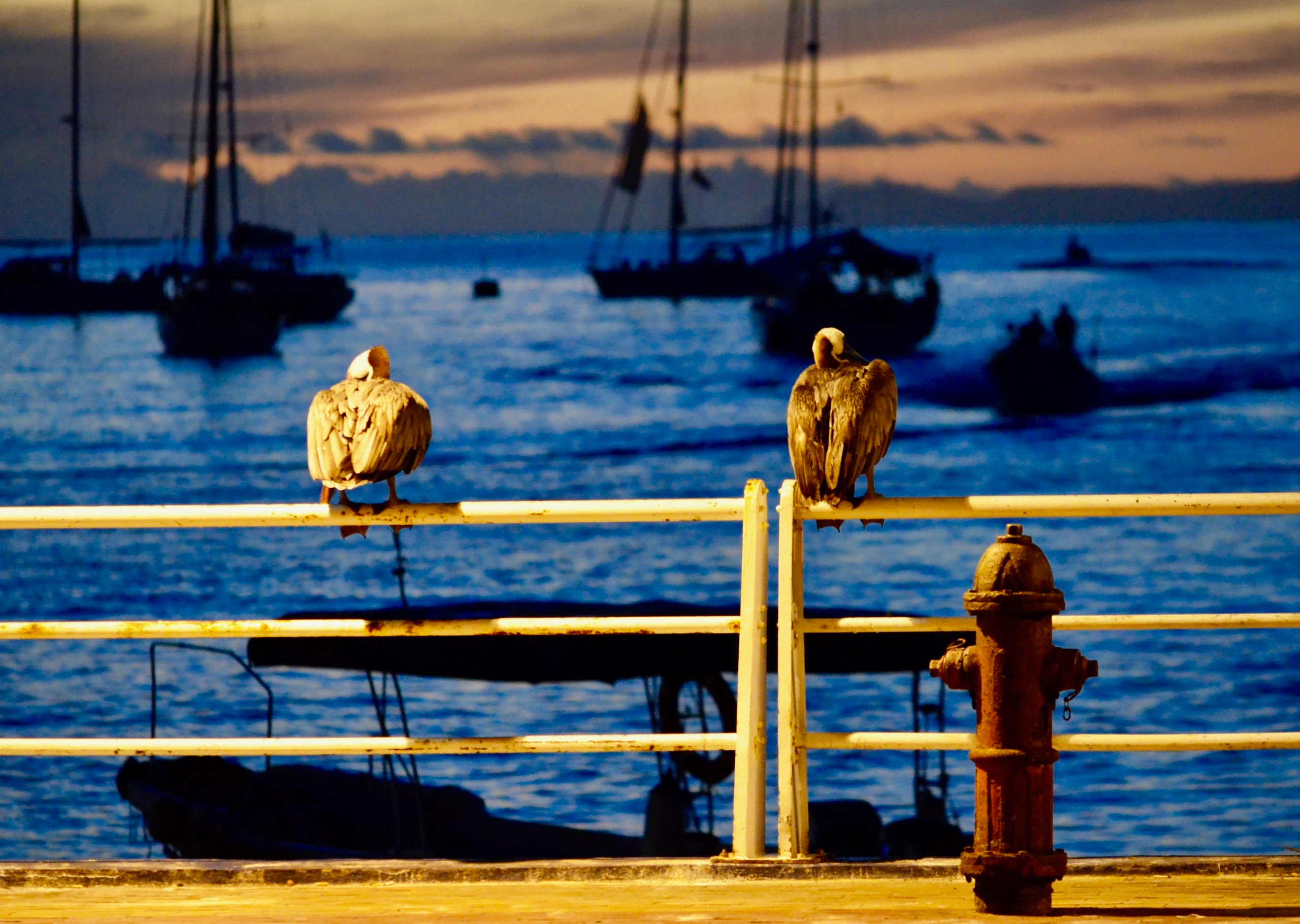 Galapagos 2017, Отчёт о путешествии на Галапагосские острова. Милок и Кирок это позитивные и реальные персоны из Люксембурга, много