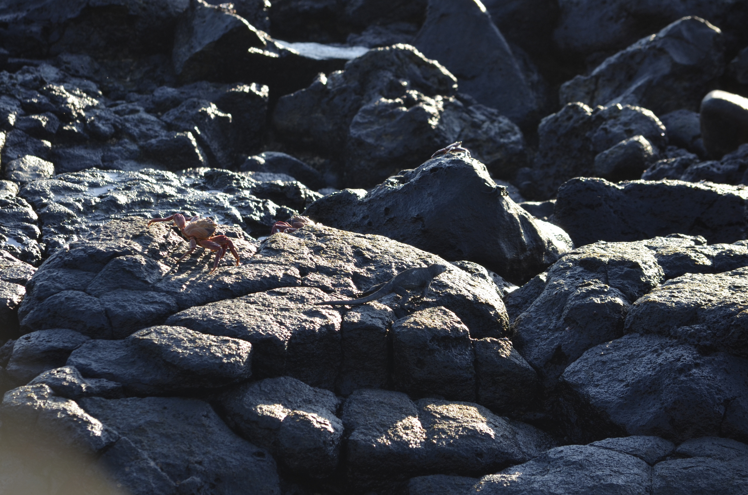 Galapagos 2017, Отчёт о путешествии на Галапагосские острова. Милок и Кирок это позитивные и реальные персоны из Люксембурга, много