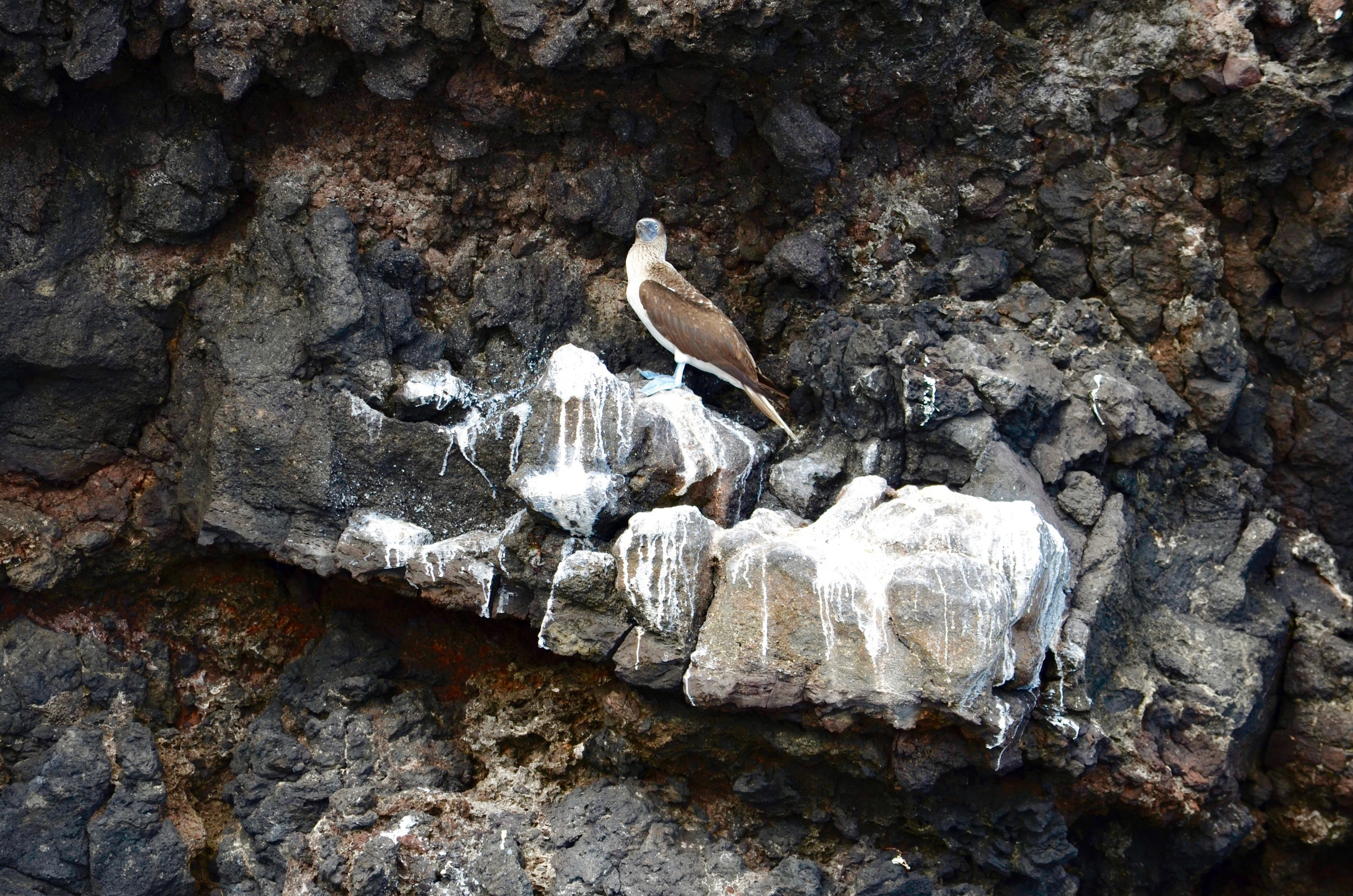 Galapagos 2017, Отчёт о путешествии на Галапагосские острова. Милок и Кирок это позитивные и реальные персоны из Люксембурга, много
