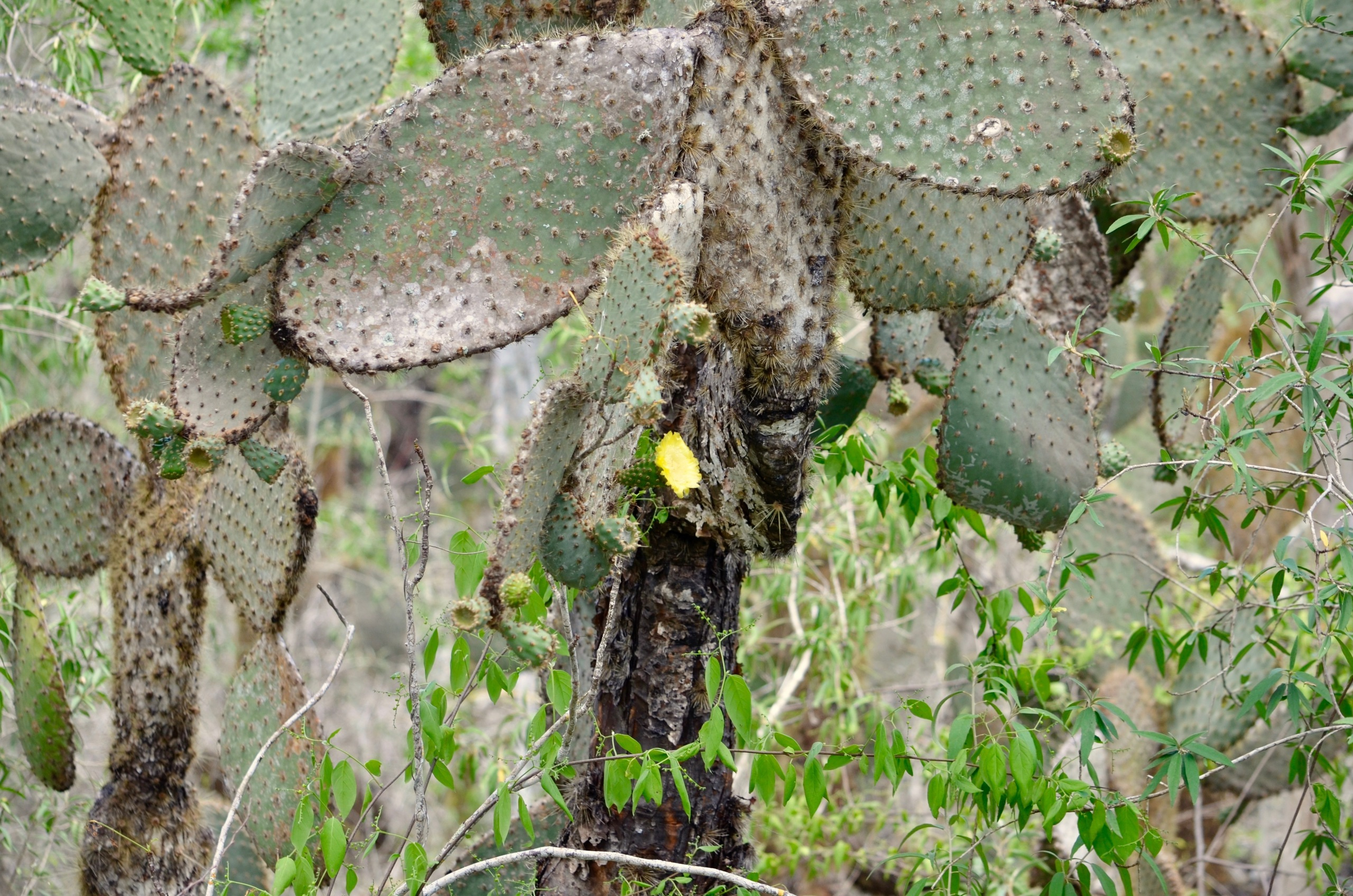 Galapagos 2017, Отчёт о путешествии на Галапагосские острова. Милок и Кирок это позитивные и реальные персоны из Люксембурга, много